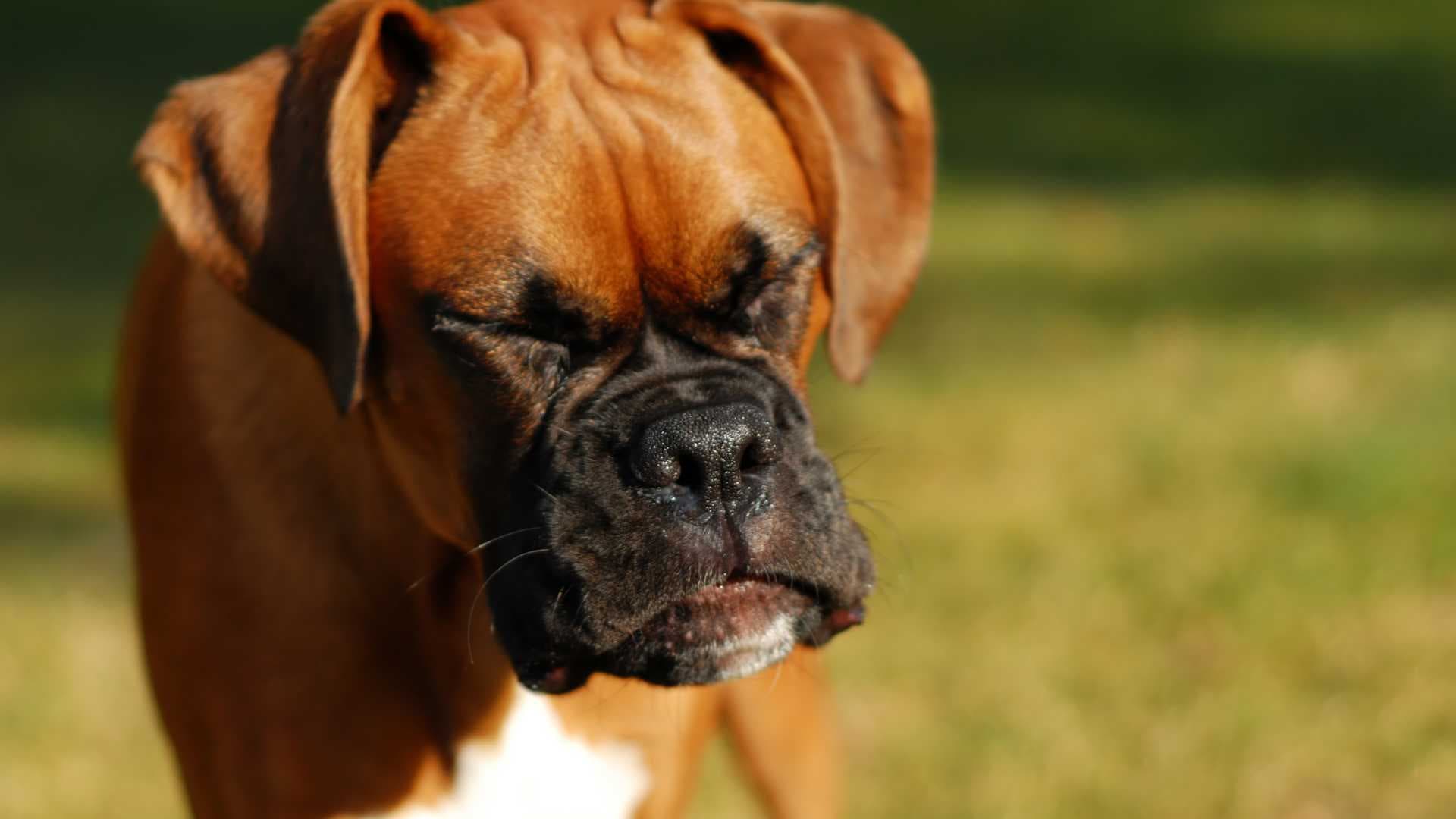 Estornudo Inverso en Perros: Qué Debes saber