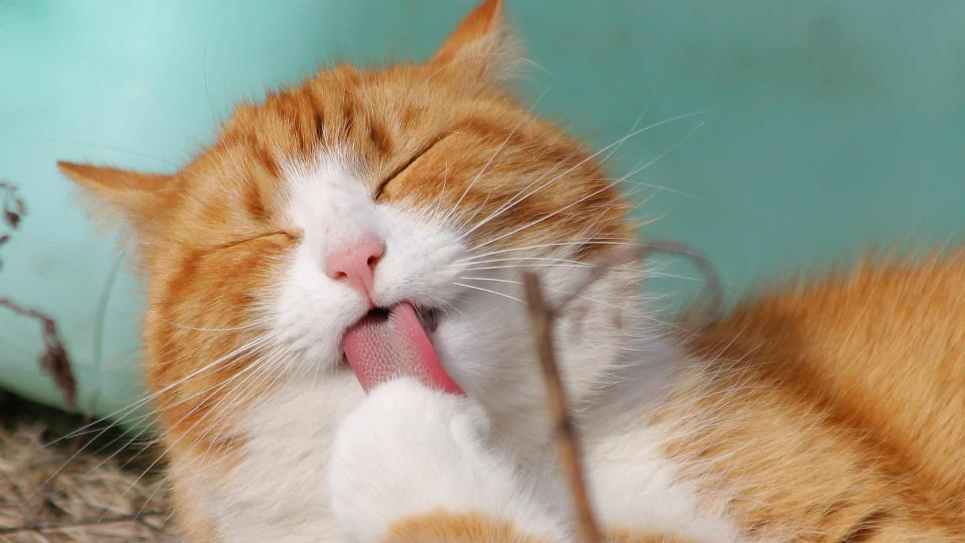Dermatitis en Gatos: Causas, Síntomas y Tratamiento