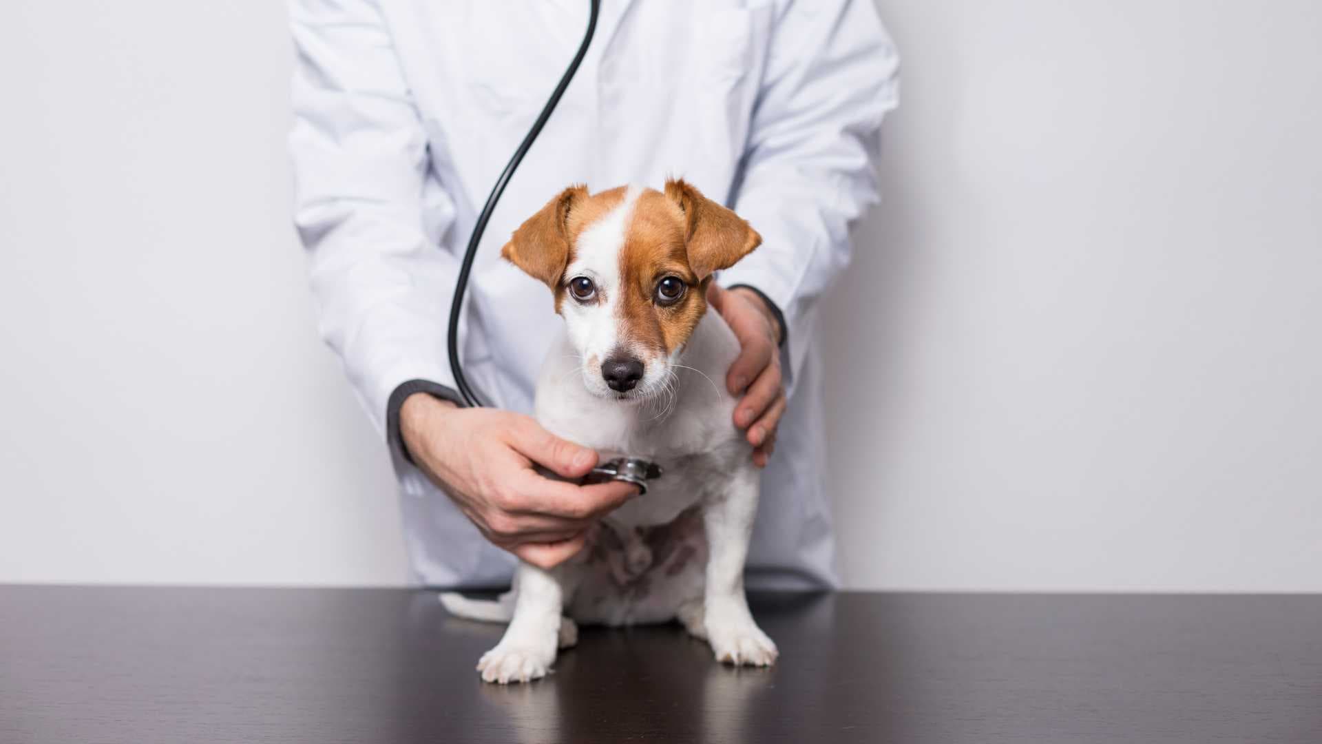 Traqueítis en Perros: Causas, Síntomas y Tratamiento