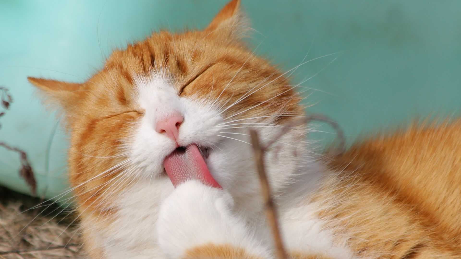 Gato Polidactil: Qué Debes Saber