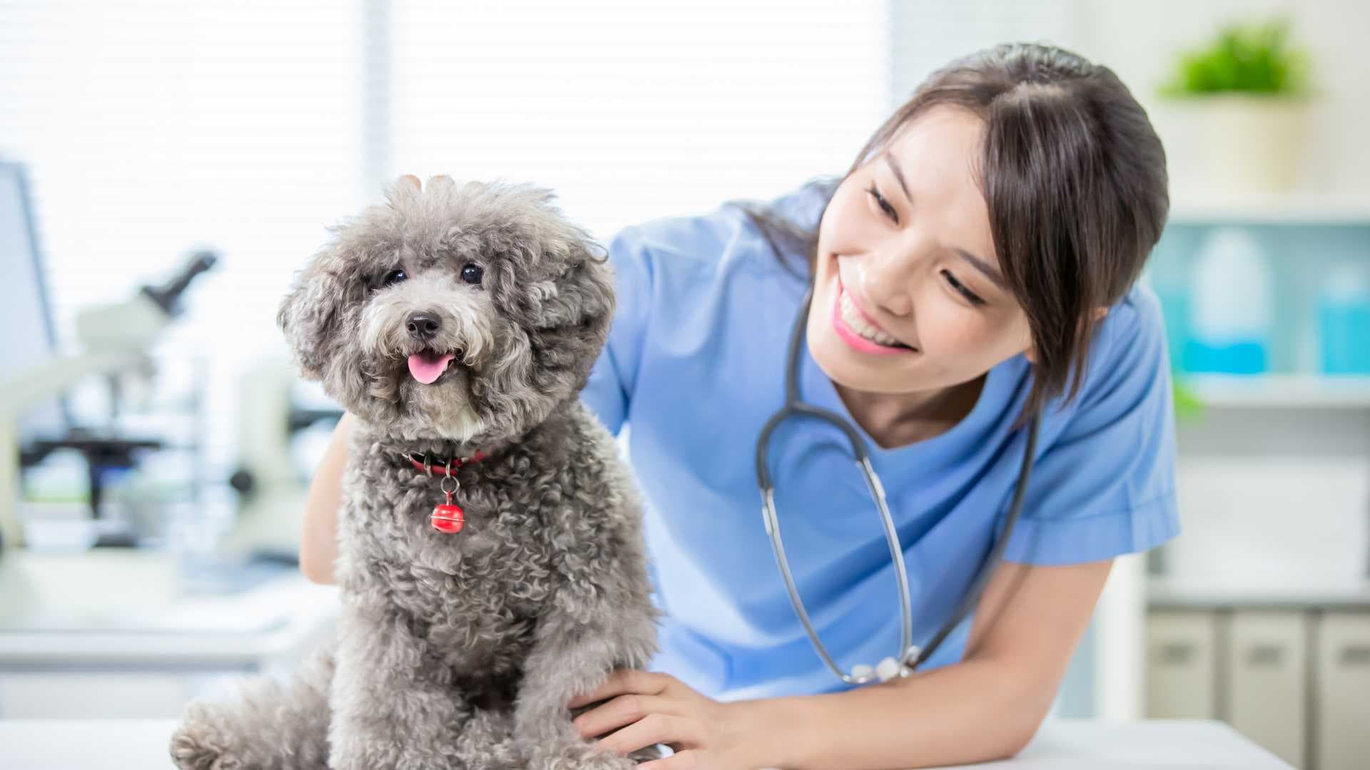 Convulsiones en Perros: Causas, Síntomas y Tratamiento