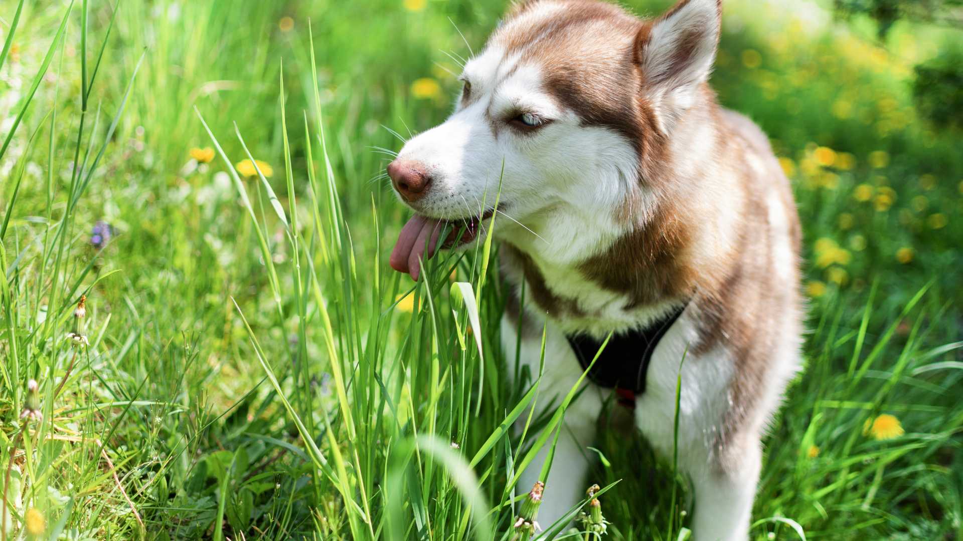 ¿Por Qué Comen Pasto los Perros?
