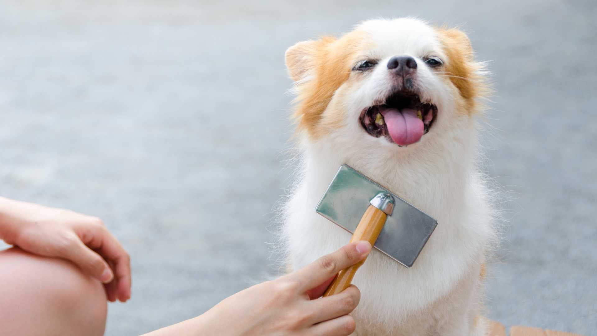Corte de Pelo a Perros: Qué Debes Tener en Cuenta