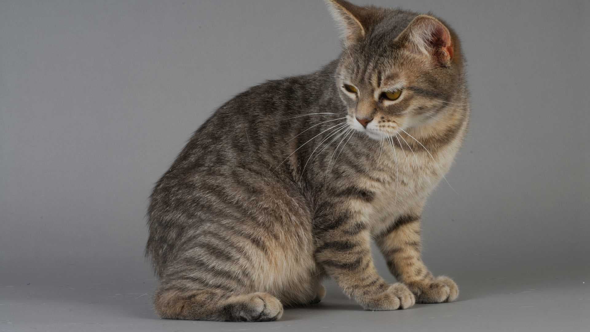 Gato Manx: Todo Sobre Esta Raza