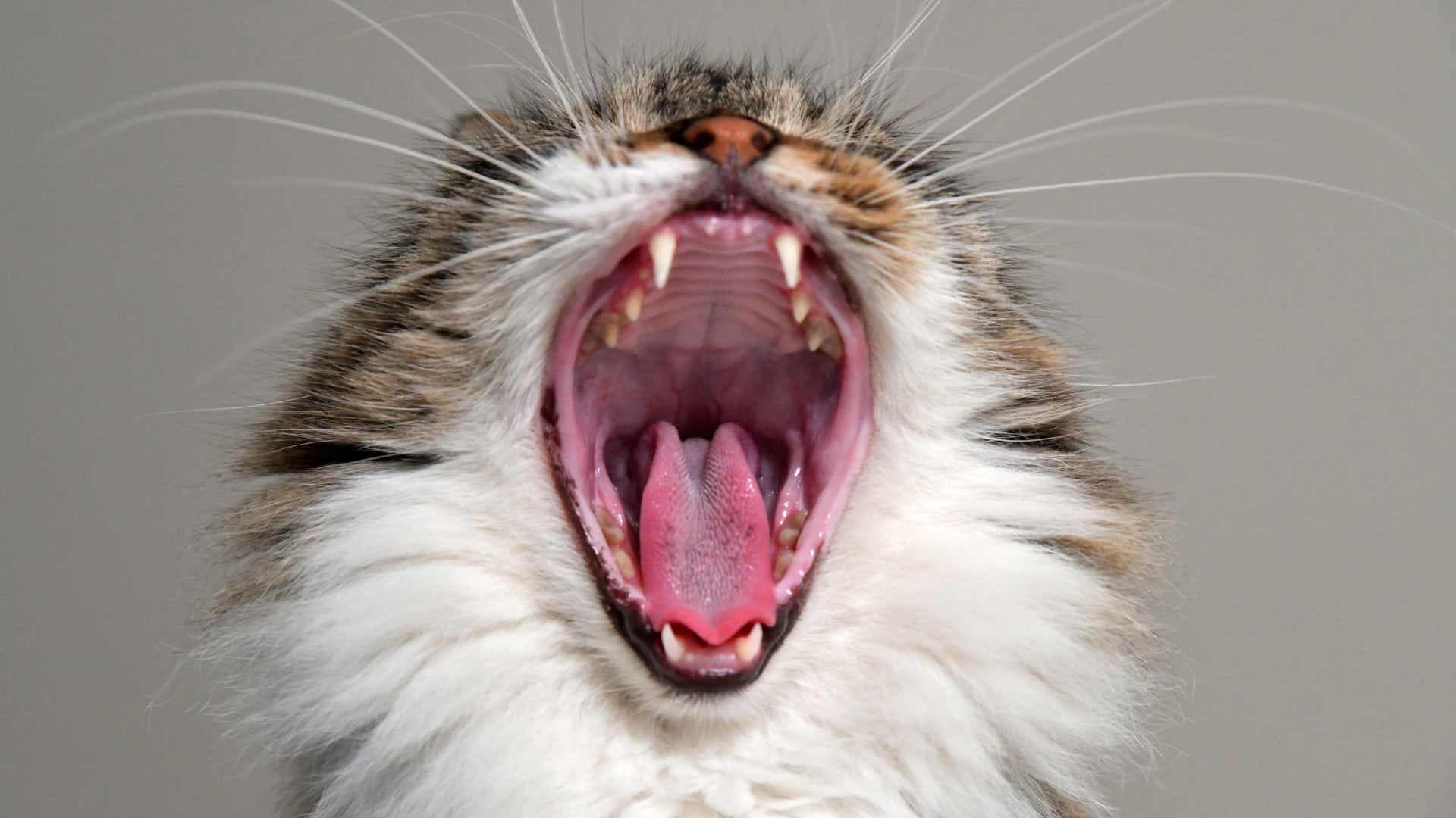 ¿Por Qué mi Gato me Muerde? Esto Debes Saber