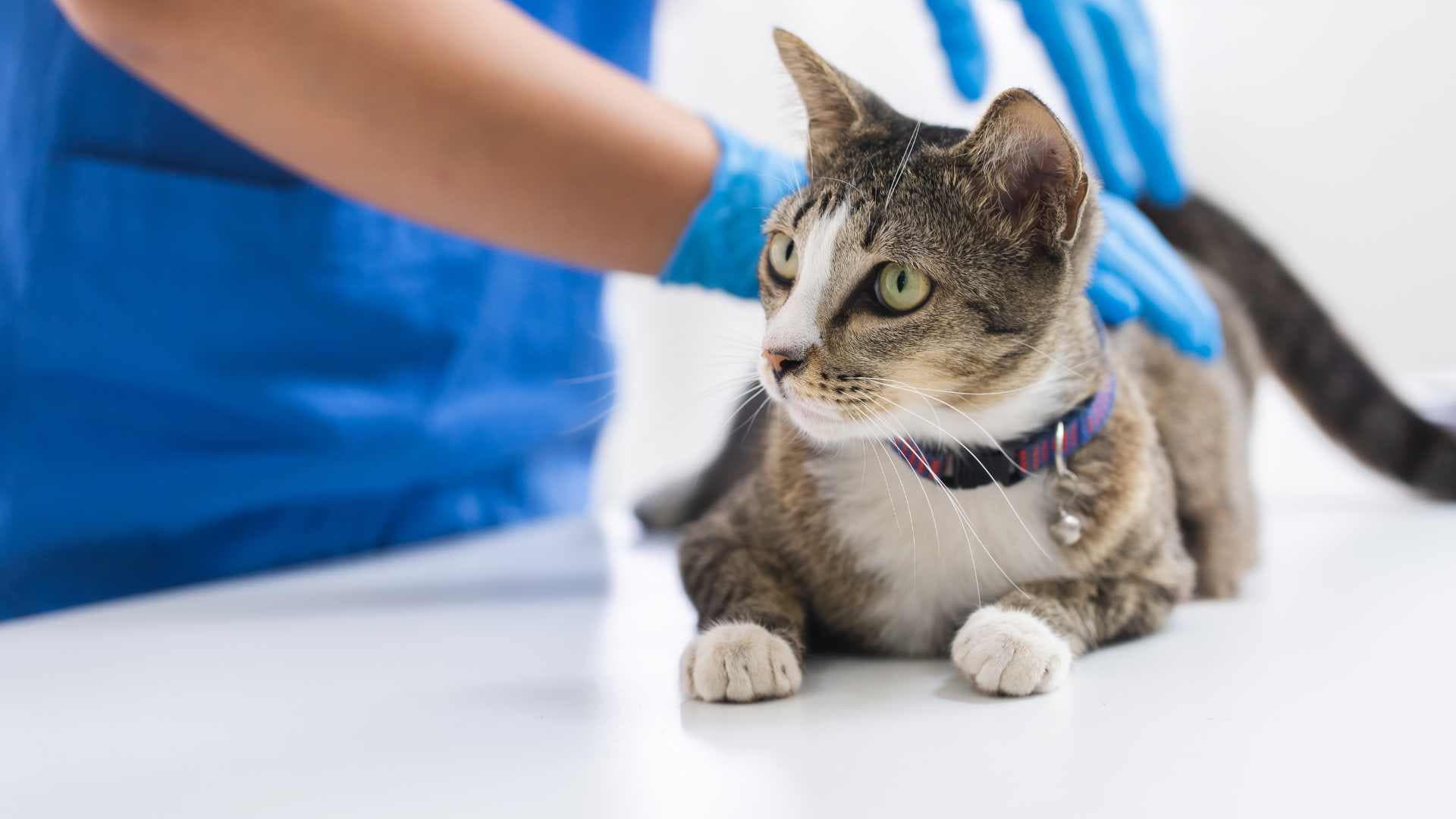 Vacunas para Gatos: Cuáles Necesitan
