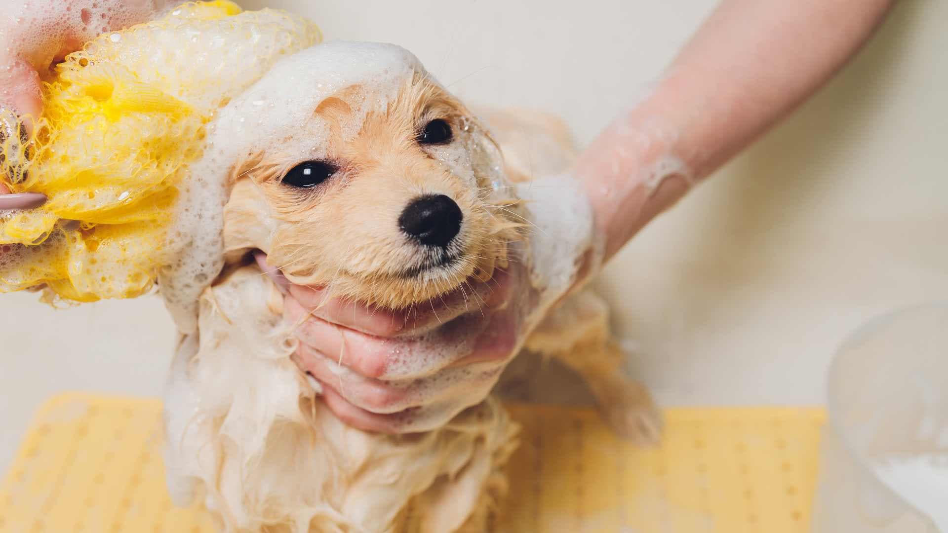Cómo se Puede Bañar a un Cachorro: Paso a Paso