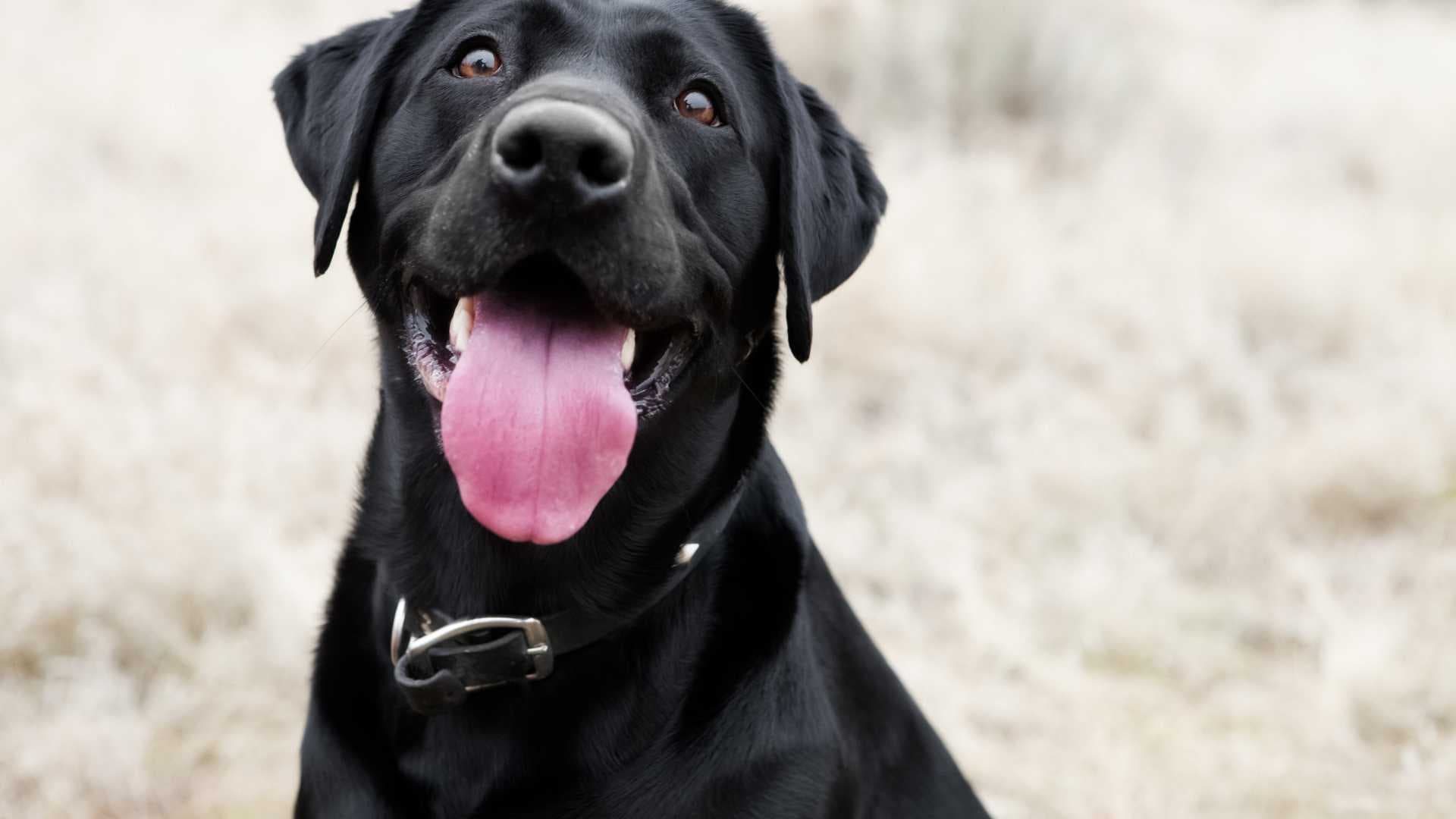 Caspa en Perros: Causas, Síntomas y Tratamiento
