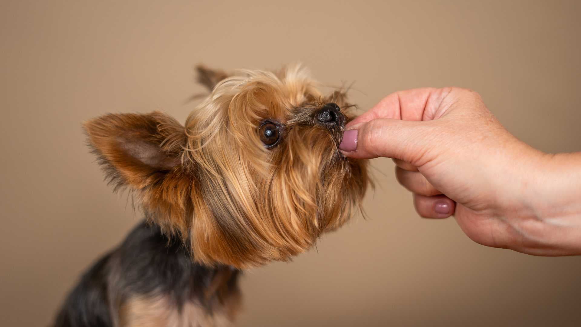 ¿Cuántas Veces Debe Comer un Perro al Día?