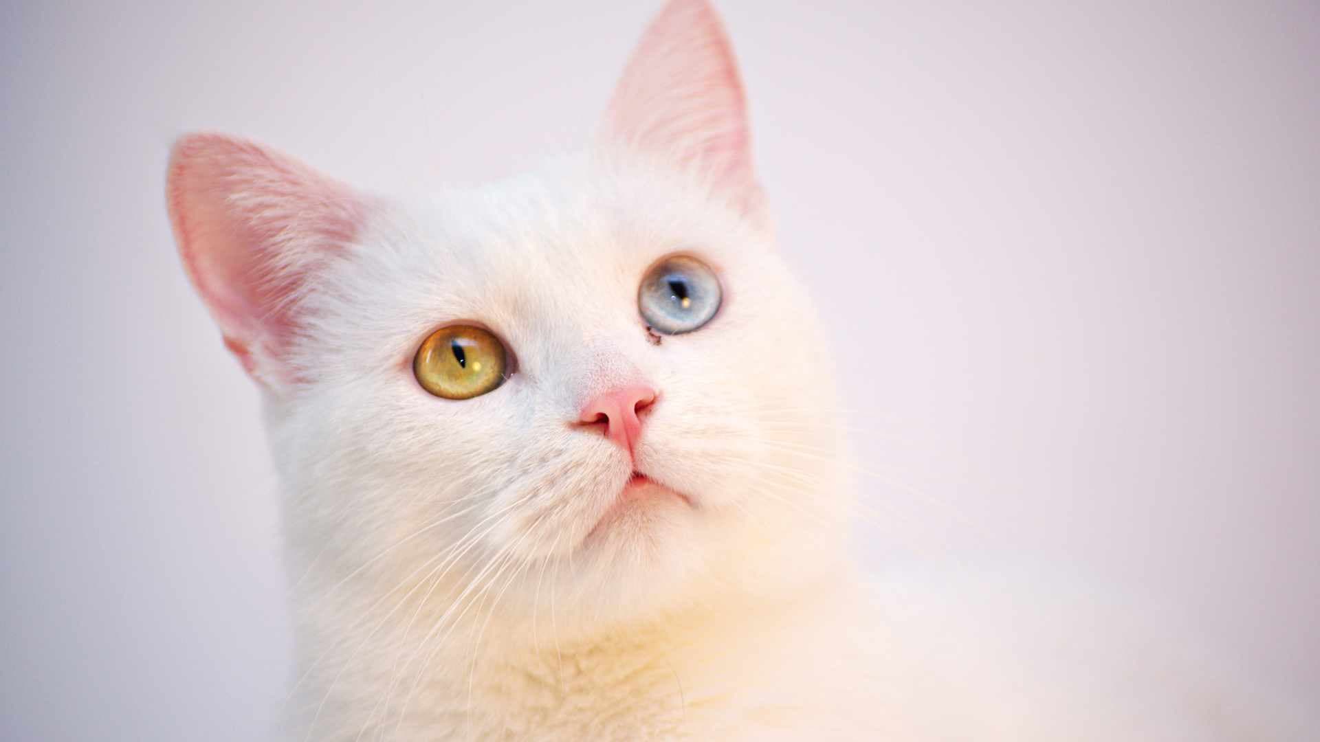 Cómo Eliminar las Pulgas de un Gato: Guía Completa