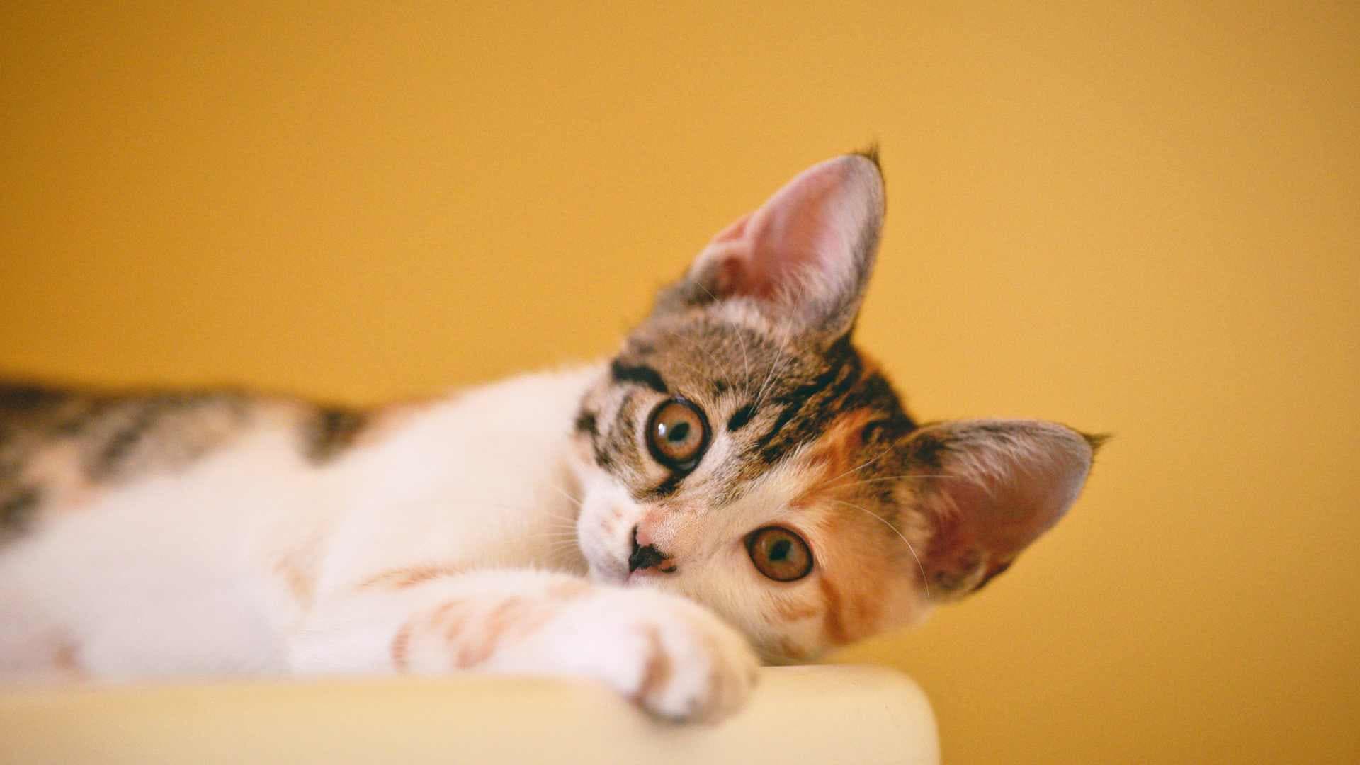 Hiperestesia Felina: Síndrome del Gato Nervioso