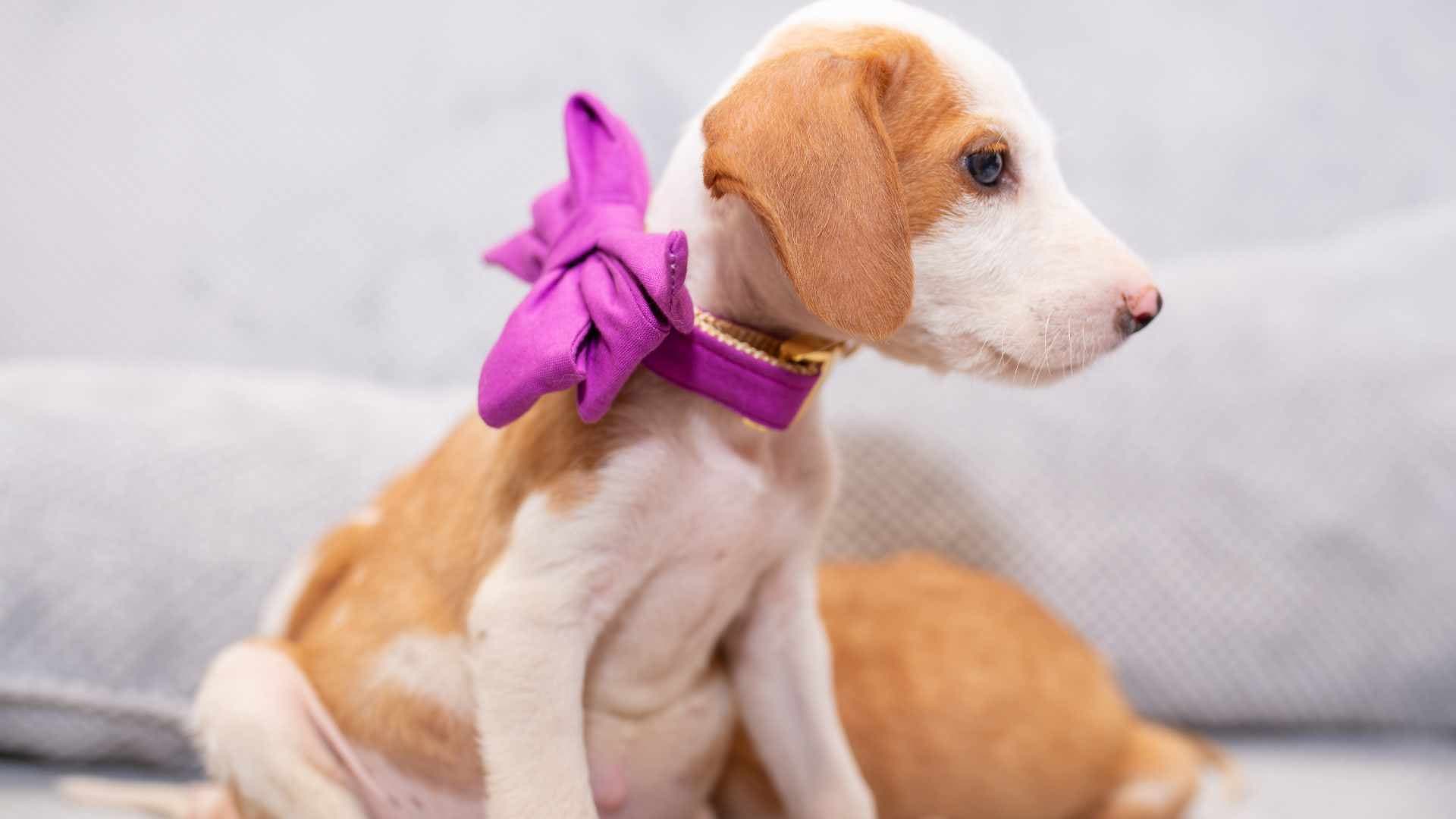 Nombres de Perritas con Significado: + 100 Ideas