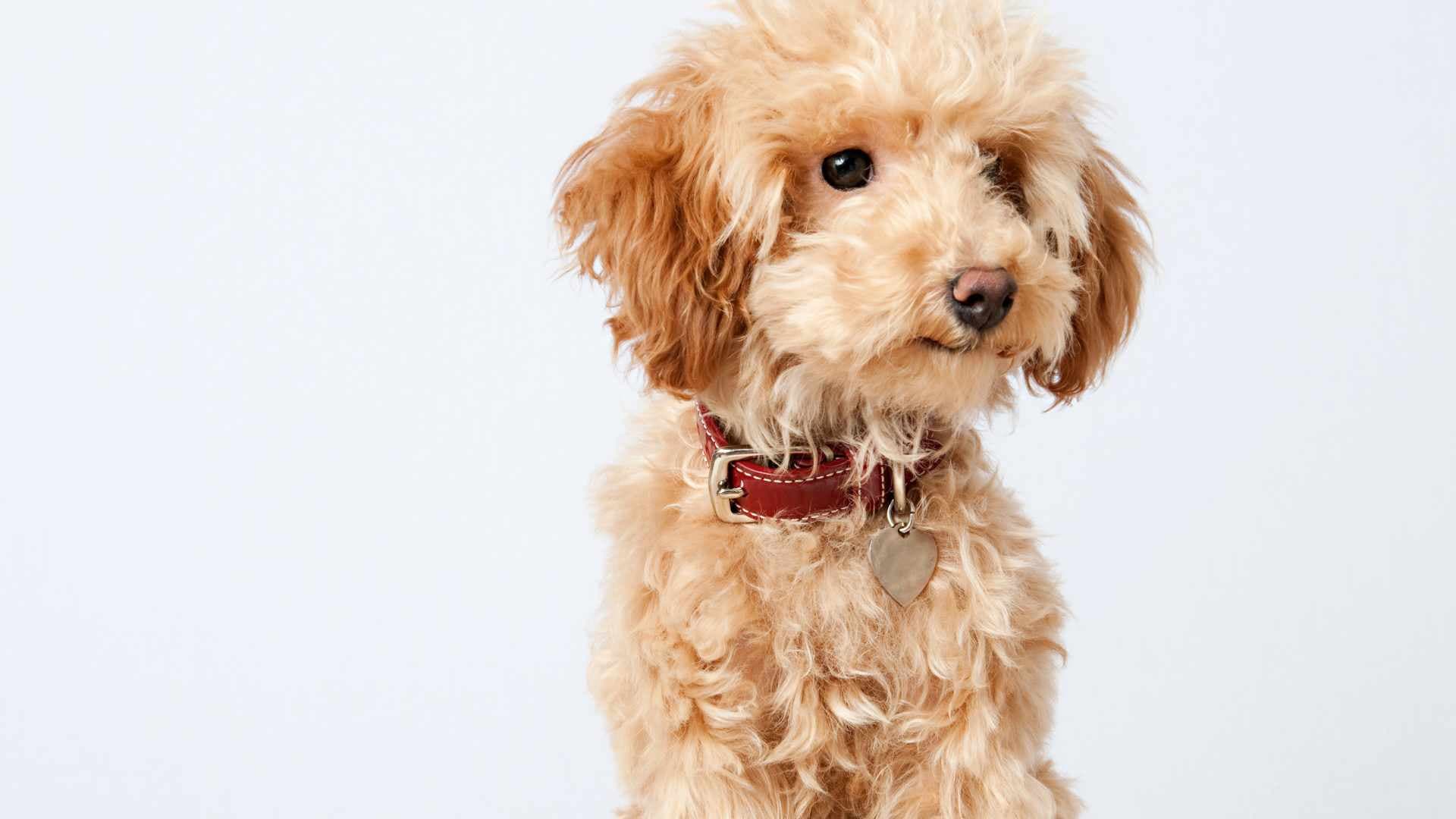 Tipos de Poodle: Cuáles Debes Conocer