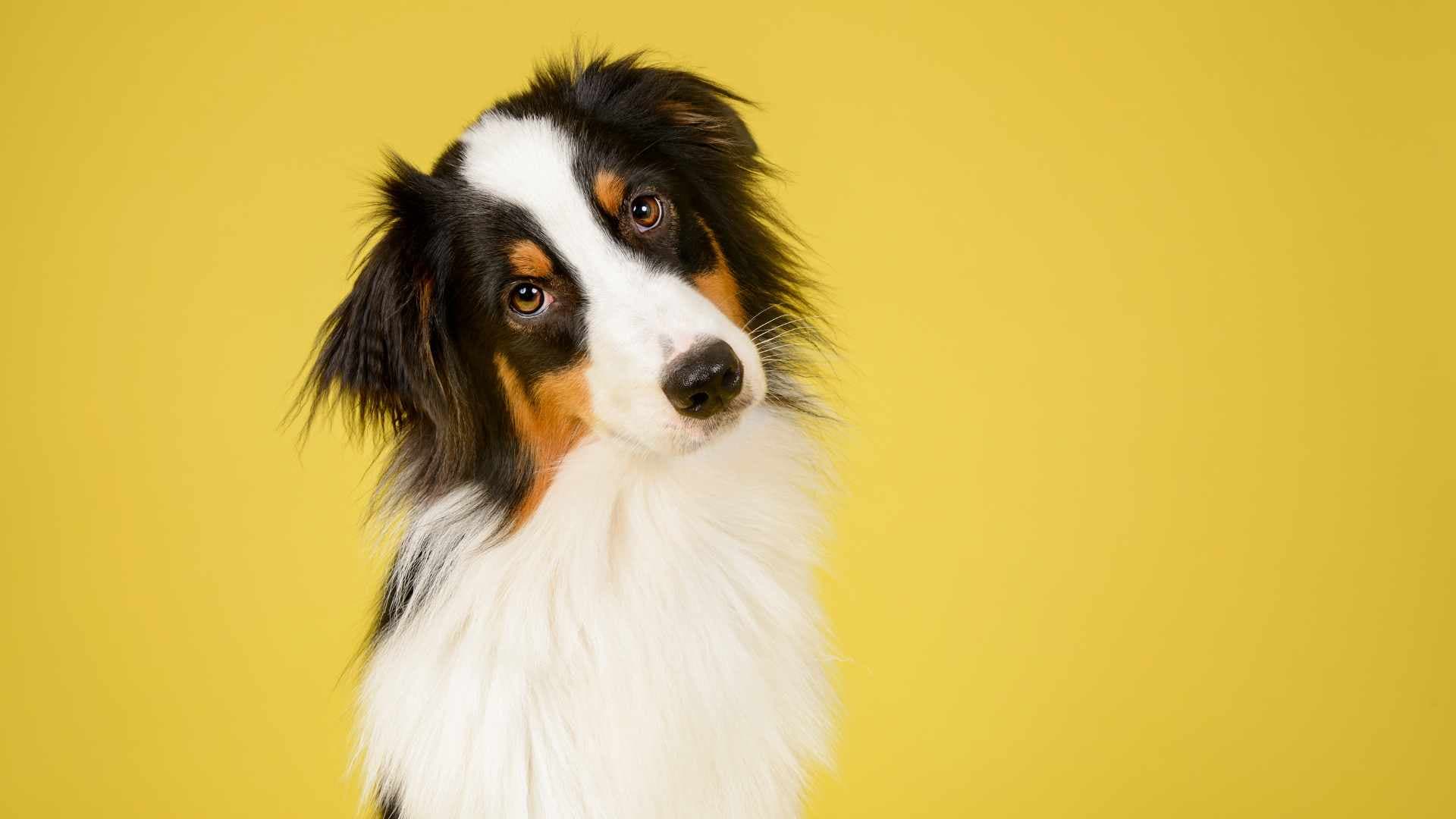 Perros Pastores: Cuáles Debes Conocer