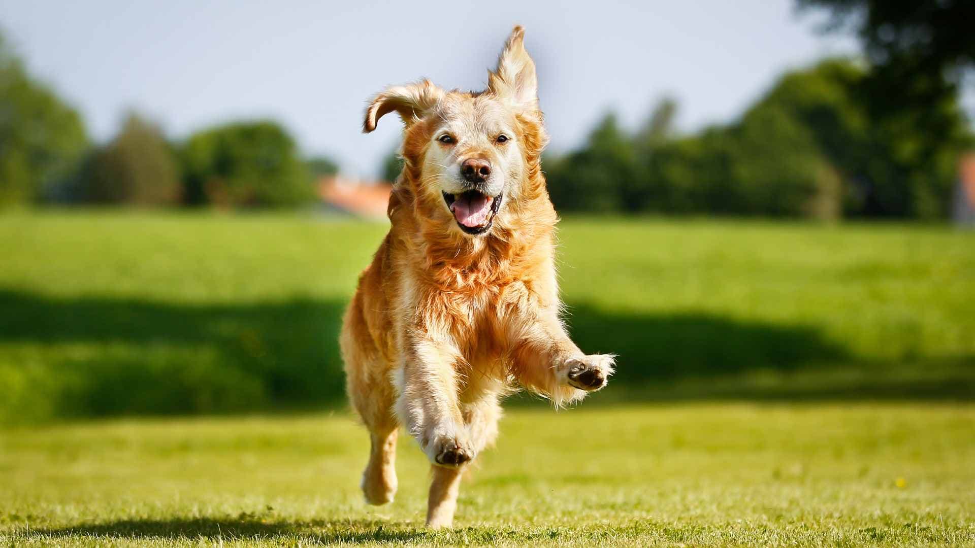 Antialérgicos para Perros: Opciones Disponibles