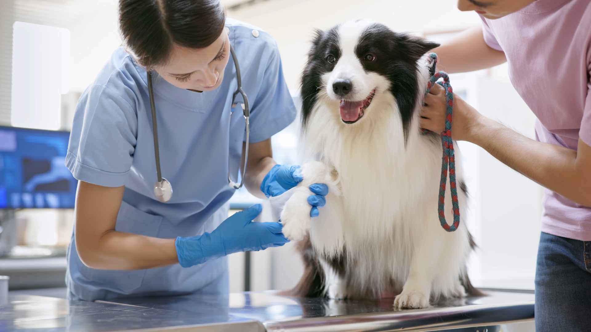 Metoclopramida en Perros: Qué Debes Saber