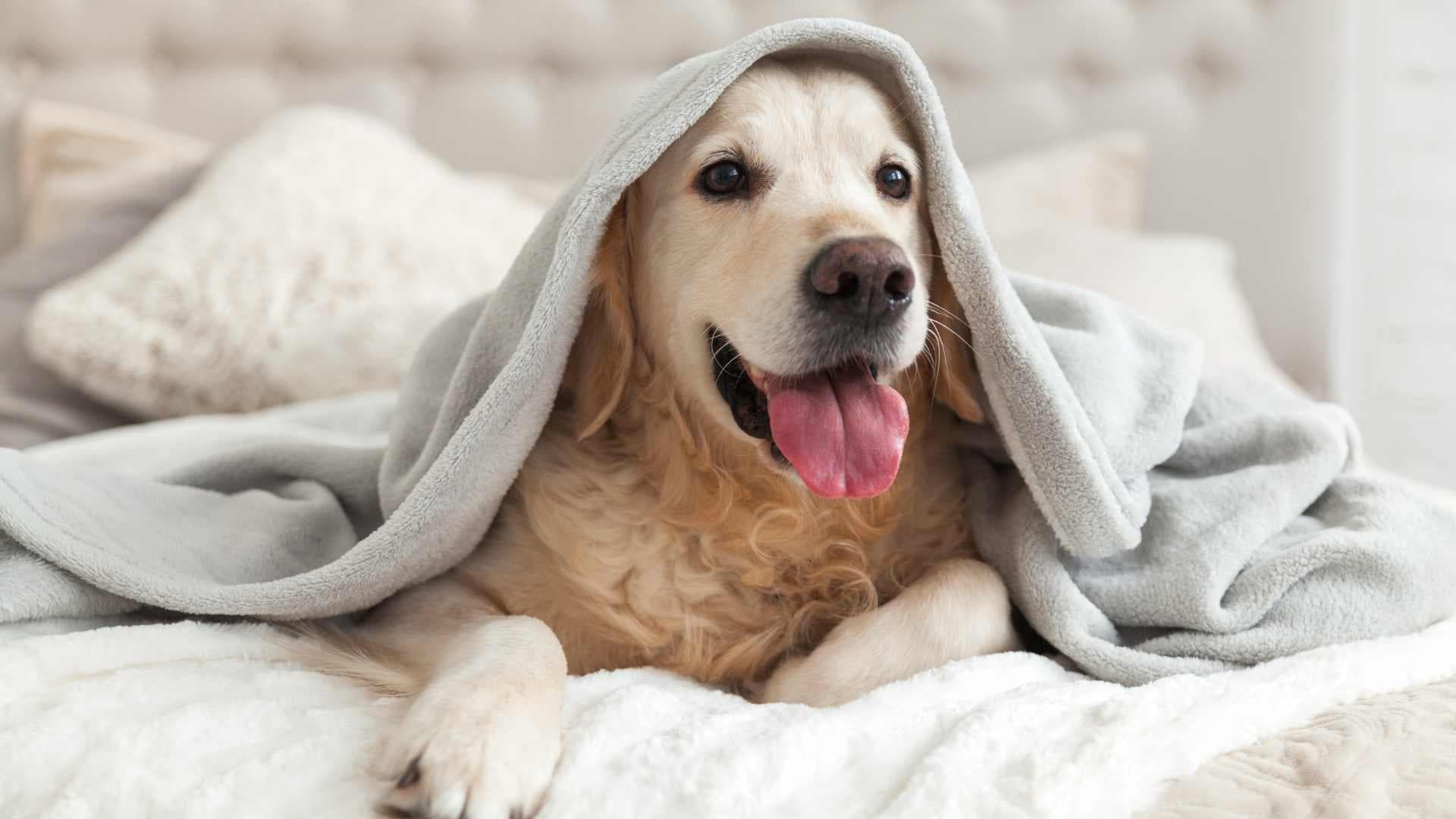 Mi Perro Tiembla como si Tuviera Frío: Causas