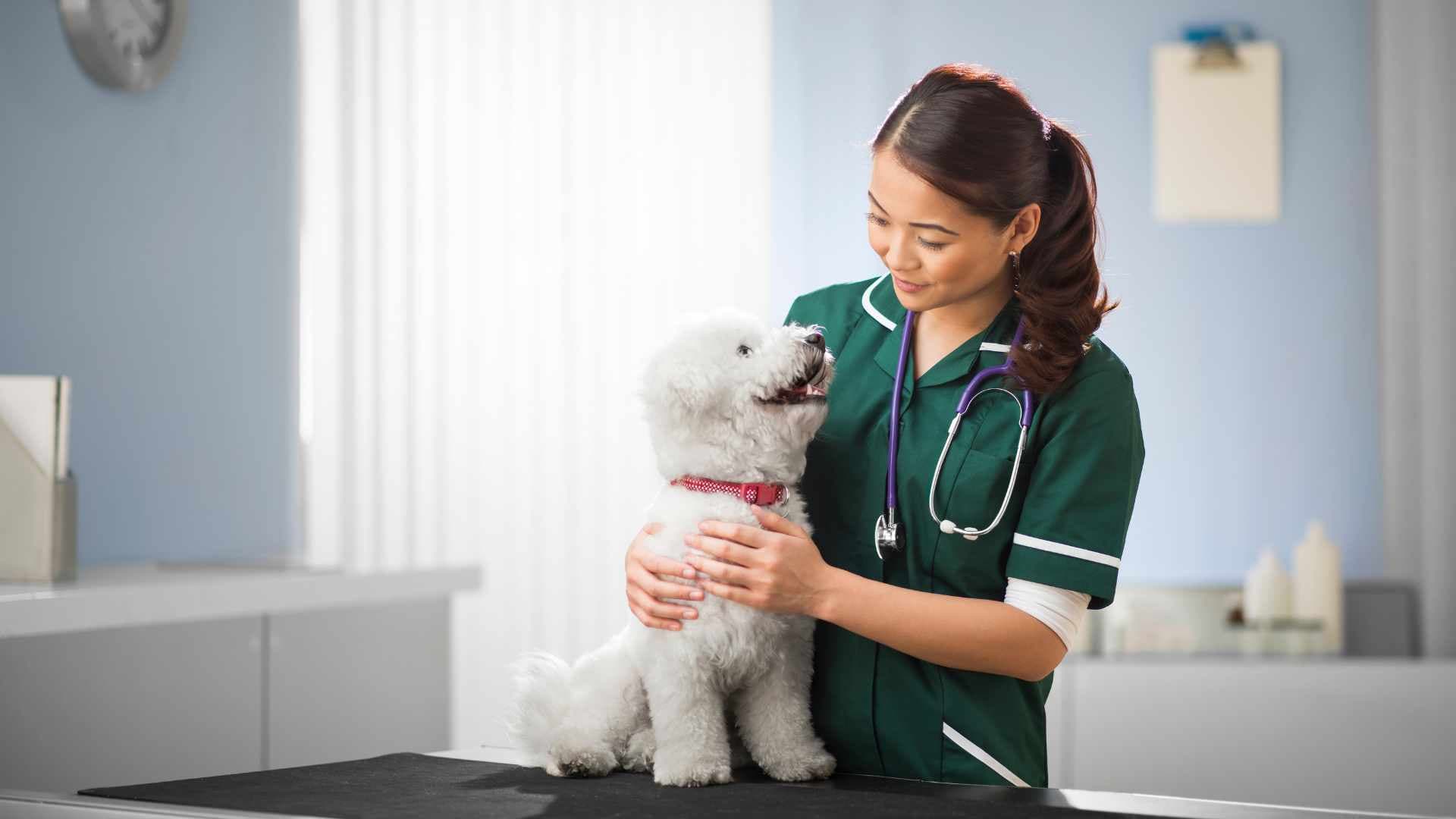 Tipos de Quistes en Perros: Causas y Tratamiento