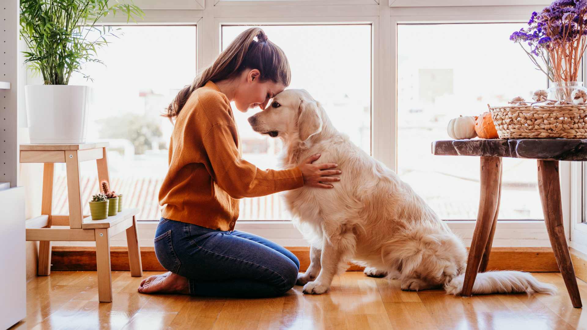 Cómo Calmar un Perro: Guía Paso a Paso