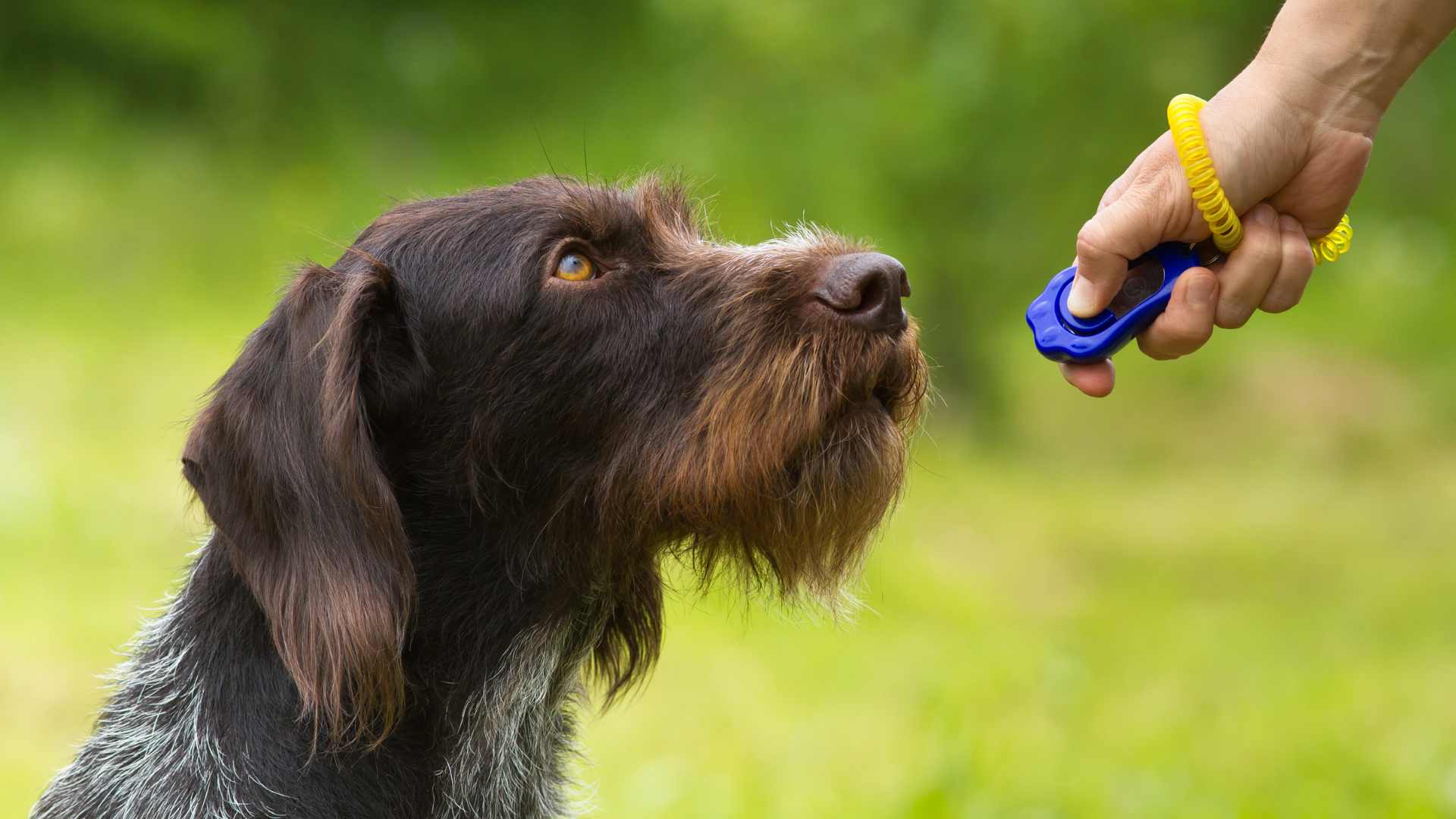 Perros de Apoyo Emocional: Qué Debes Saber