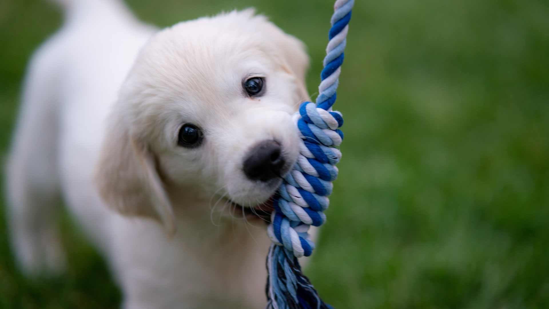 Mi Cachorro Muerde Mucho y No Hace Caso: Qué Hacer