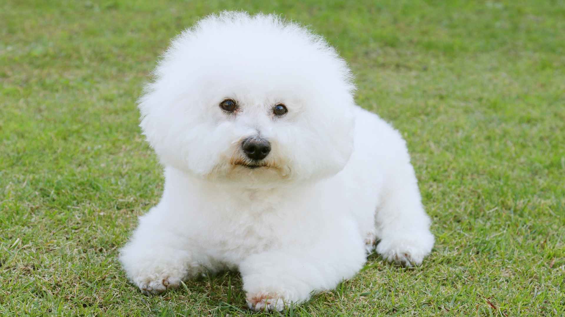 Perro Francés: Cuáles Son las Razas de este País