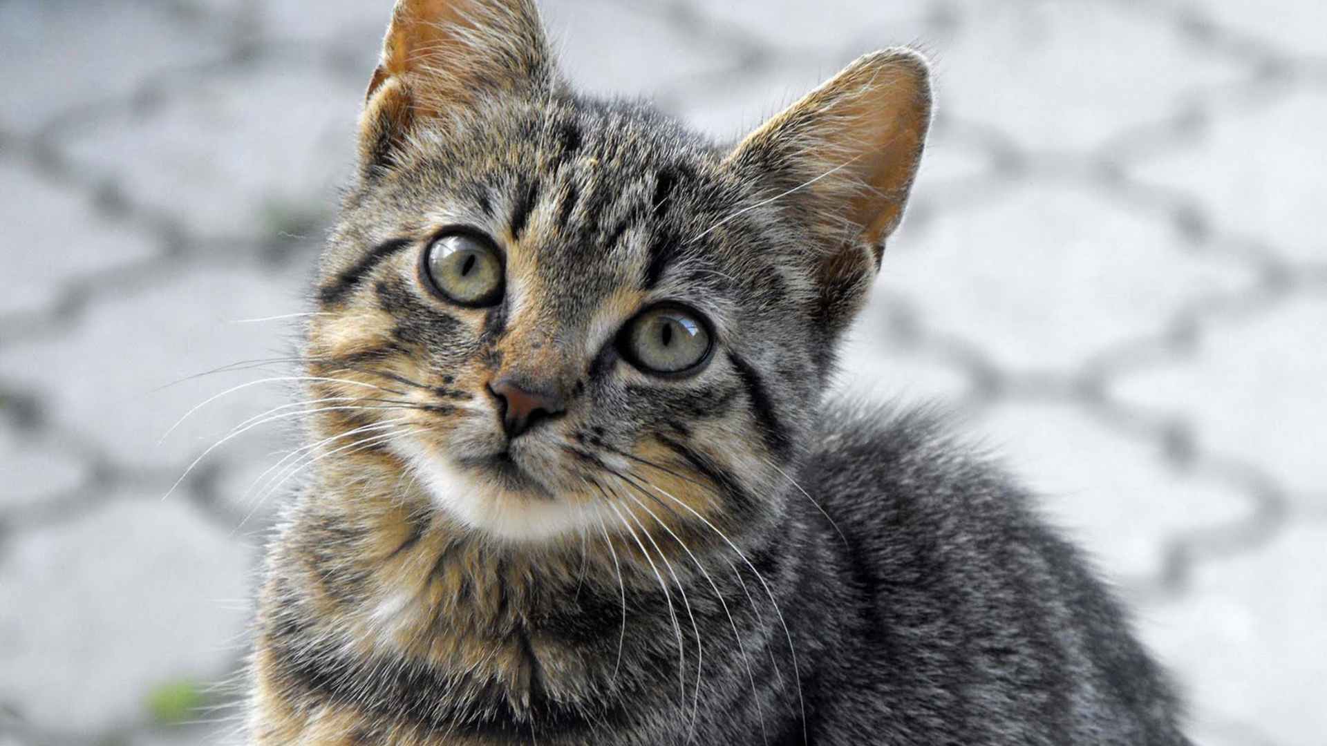 Etólogo Felino: Cuándo Contratar Uno