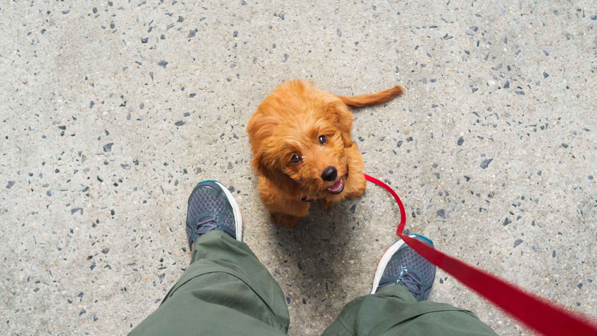 Cómo Adiestrar a un Cachorro: Paso a Paso