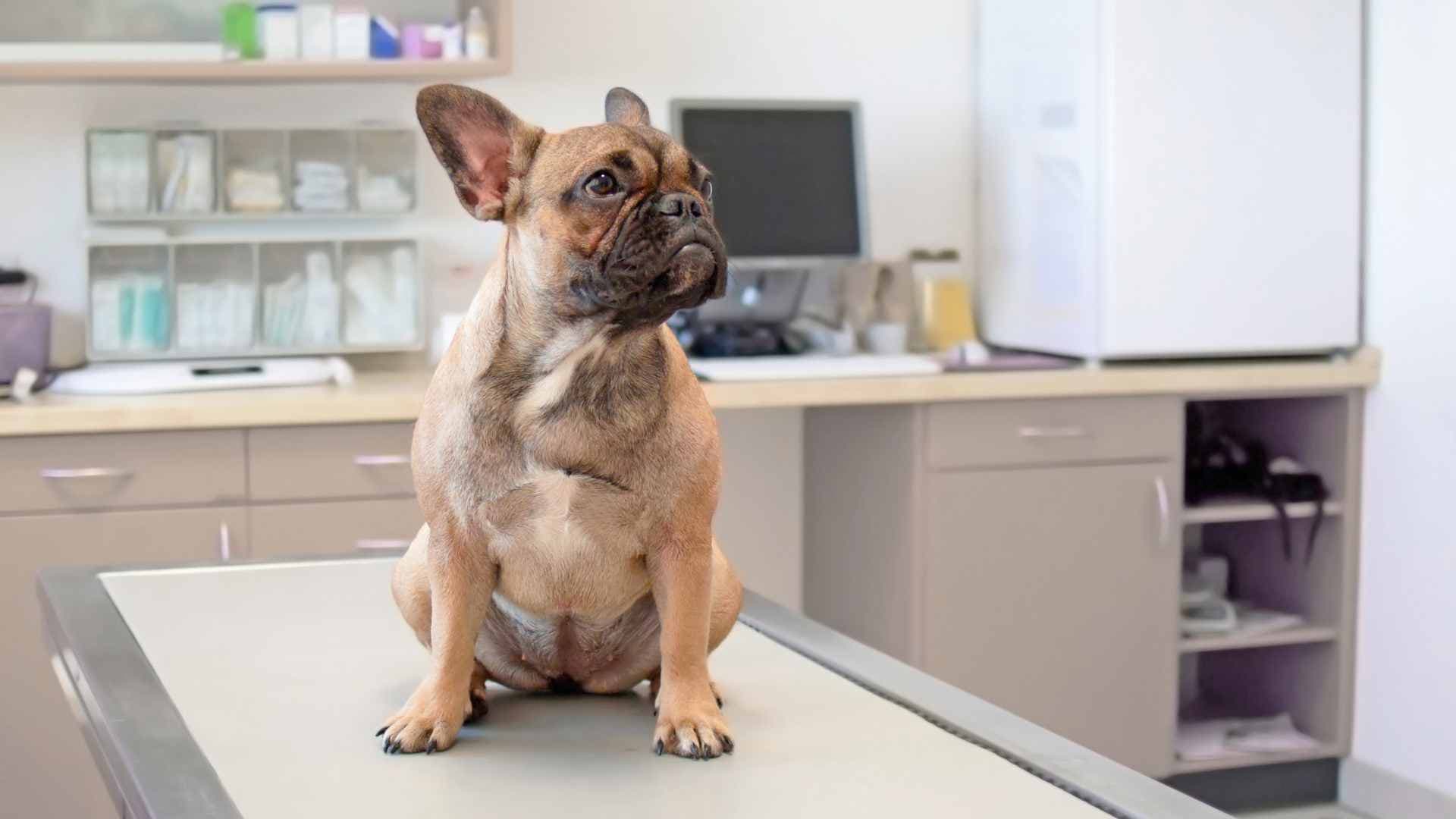 Glándulas Suprarrenales en Perros: Qué Debes Saber