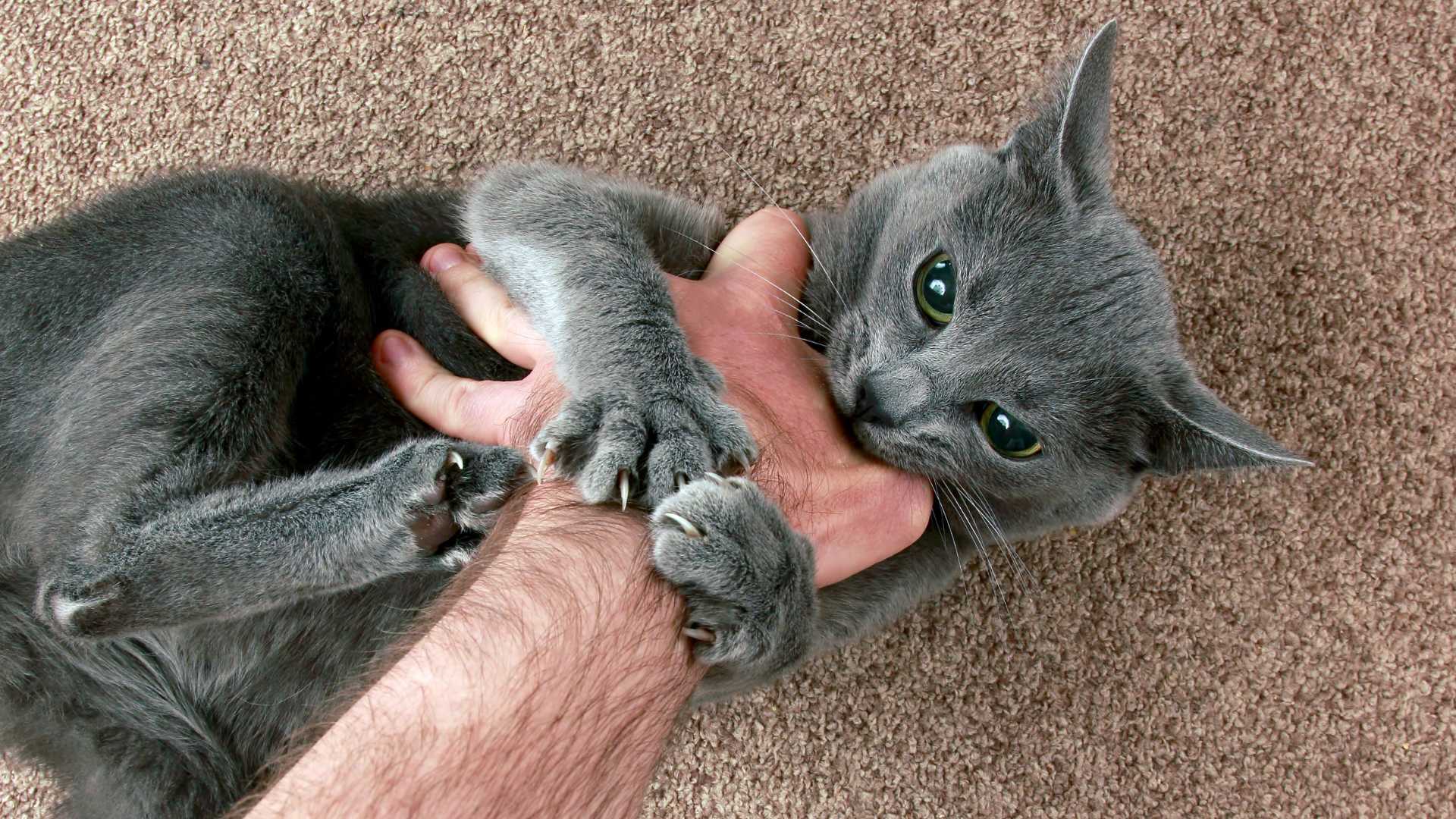 Por Qué Mi Gato me Muerde: Guía Completa