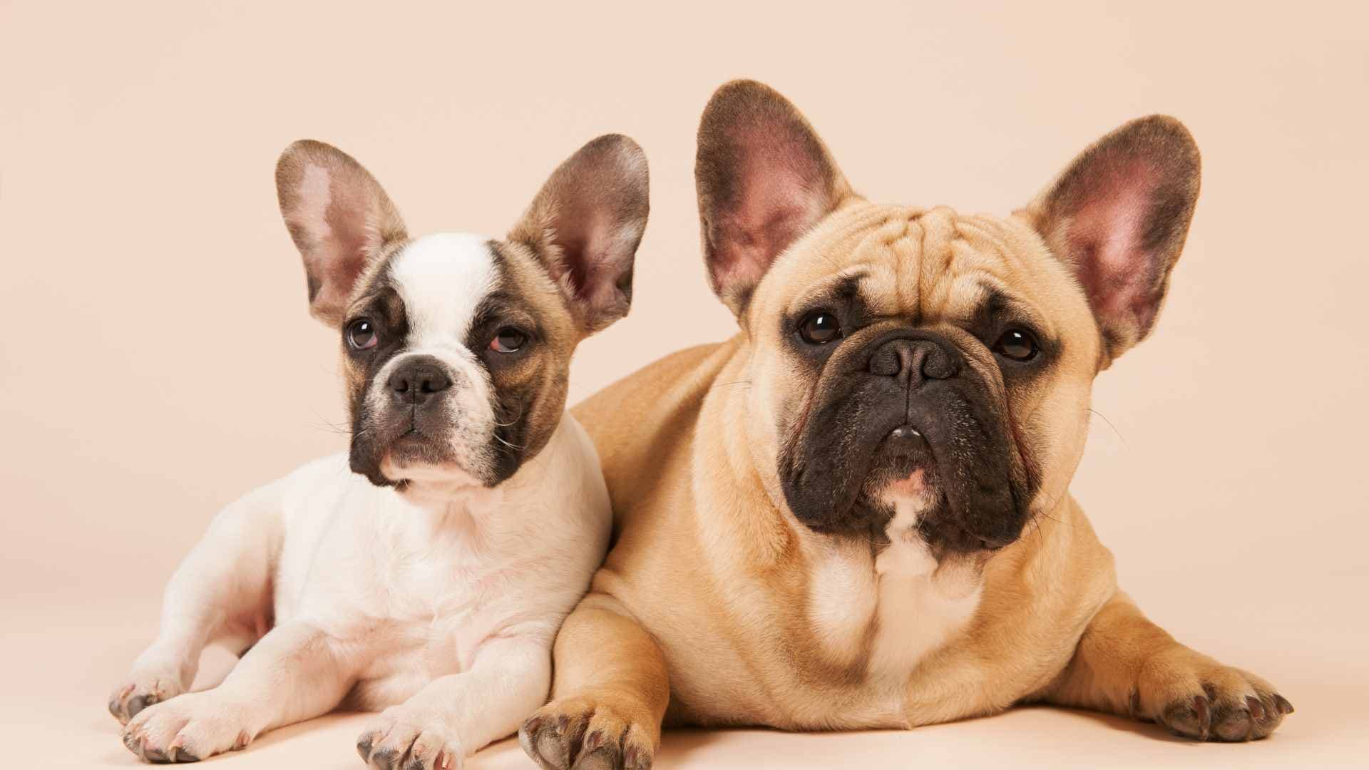 ¿Por Qué mi Perro se Orina Acostado?