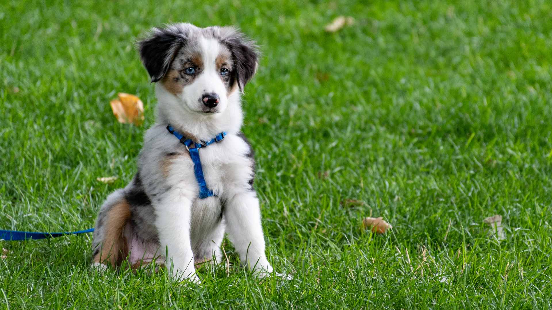 Nombres Para Perros Macho: Las Mejores Ideas