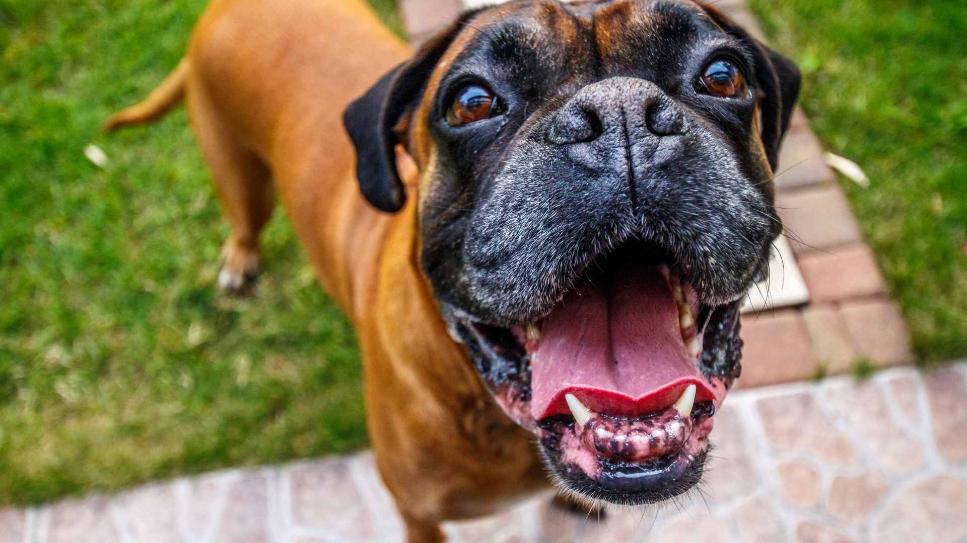 ¿Los Perros Pueden Sonreir? Esto Debes Saber