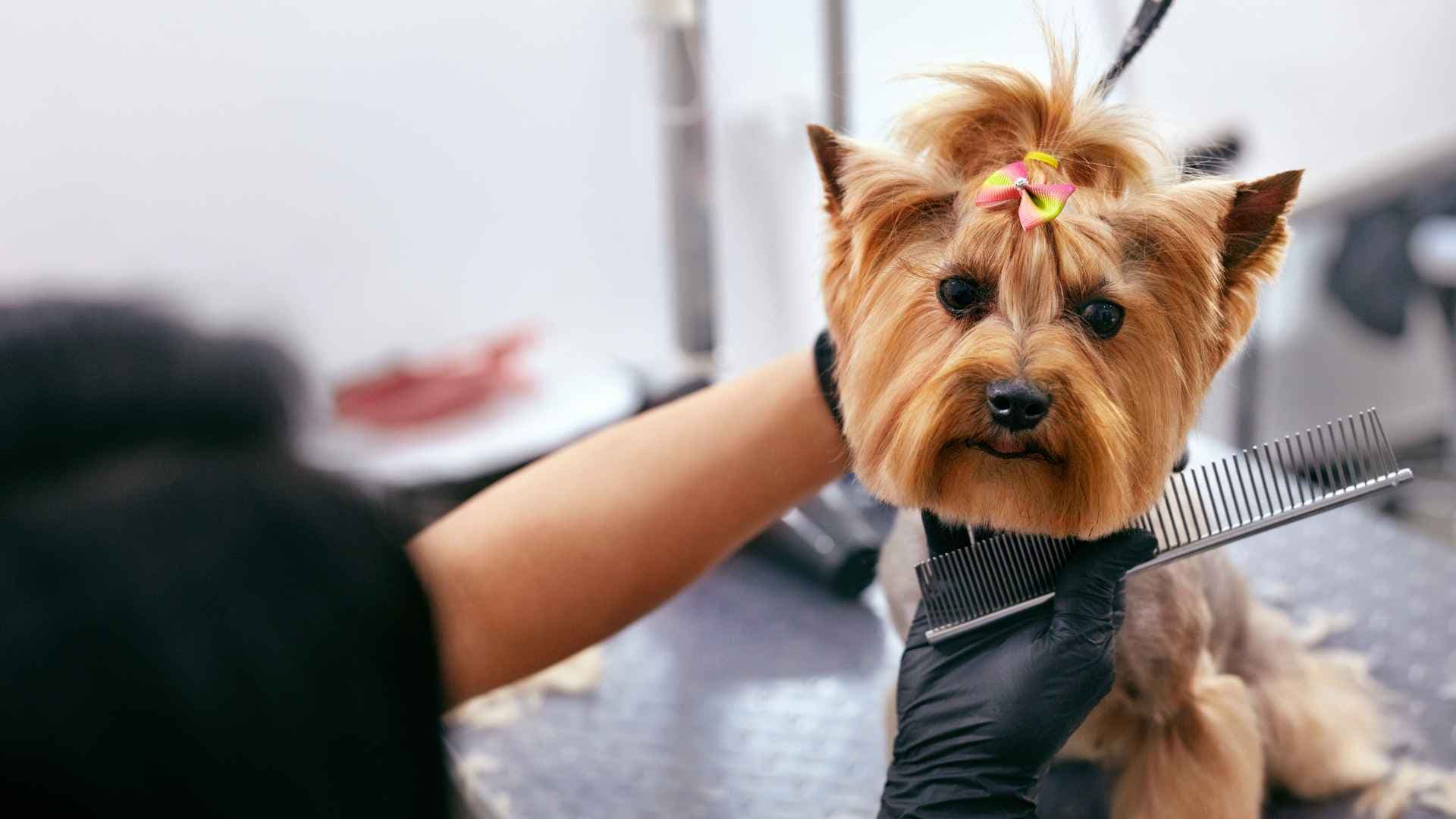 Corte de Pelo de tu Perro: Qué Debes Tener en Cuenta