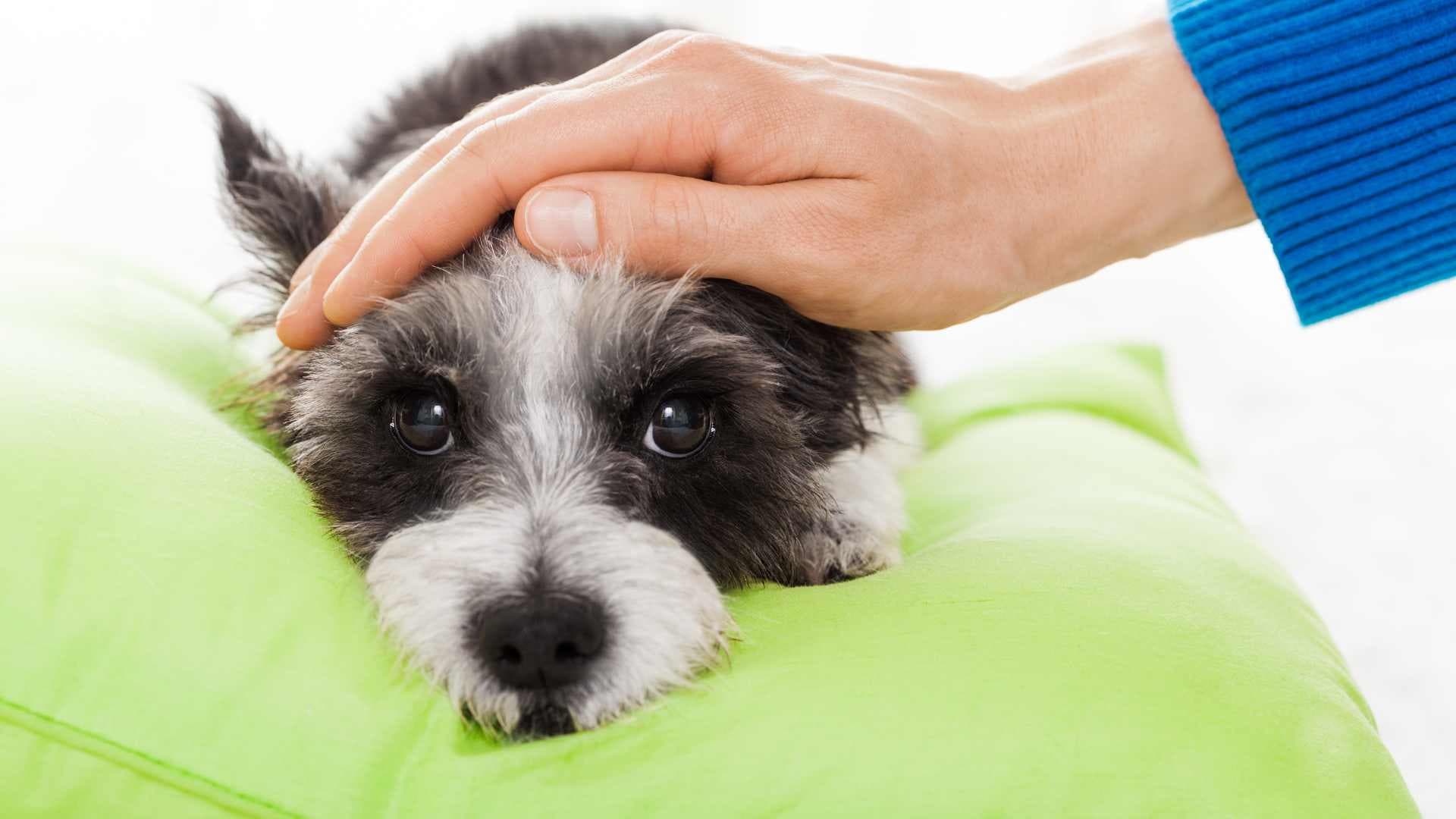 Cómo Hacer Vomitar a un Perro