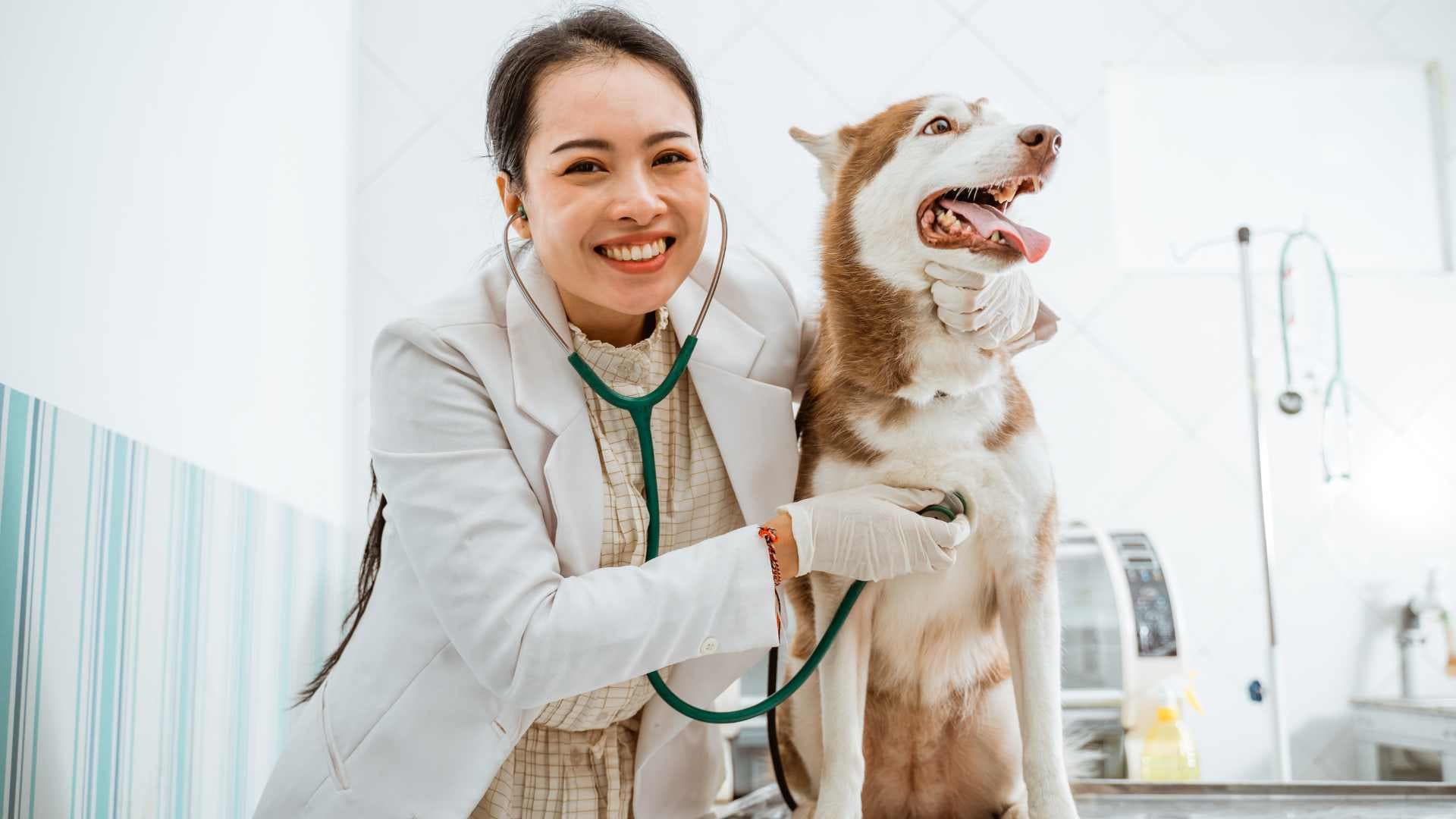 Beneficios de Castrar a un Perro: Qué Debes Saber
