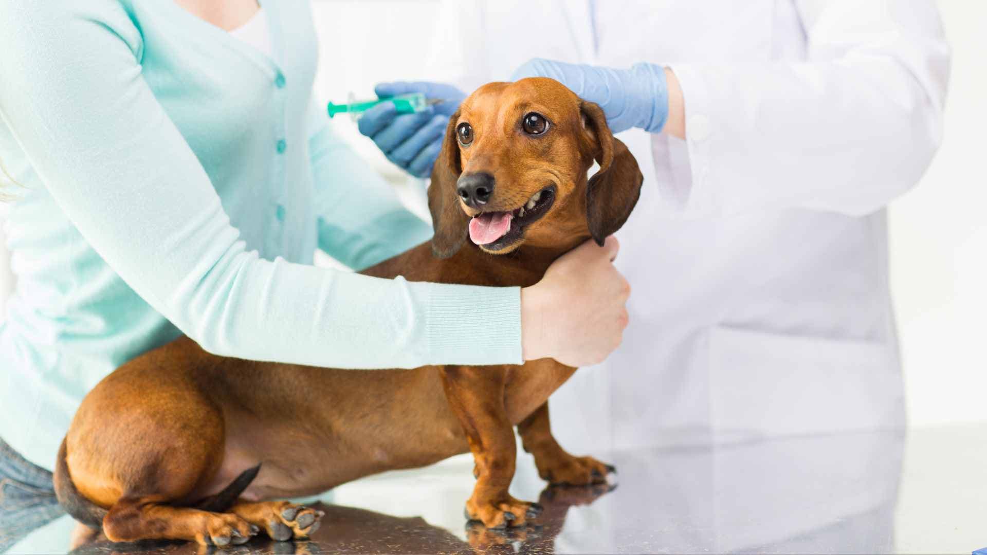 Mi Perro Tiene Diarrea: Qué Se Puede Hacer