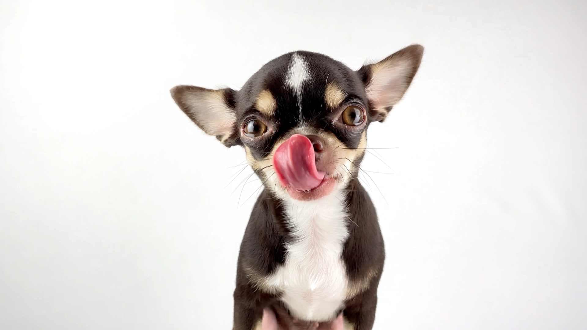 Cómo Elegir el Mejor Alimento para Cachorros