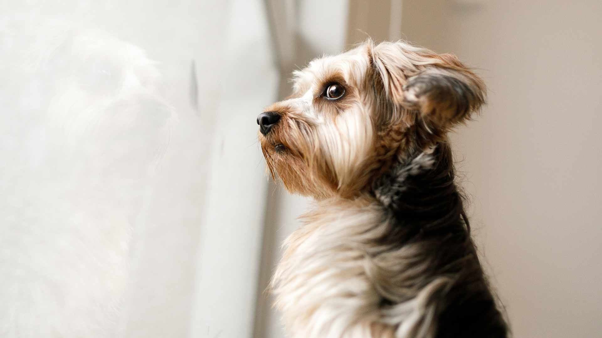 Ansiedad por Separación en Perros
