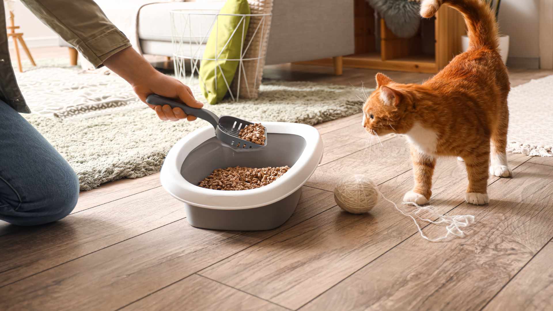 Cómo Enseñarle a un Gato a Usar el Arenero