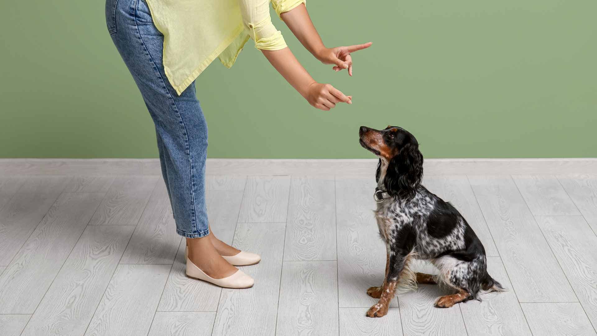 Cuáles Son los Precios de los Etólogos Caninos