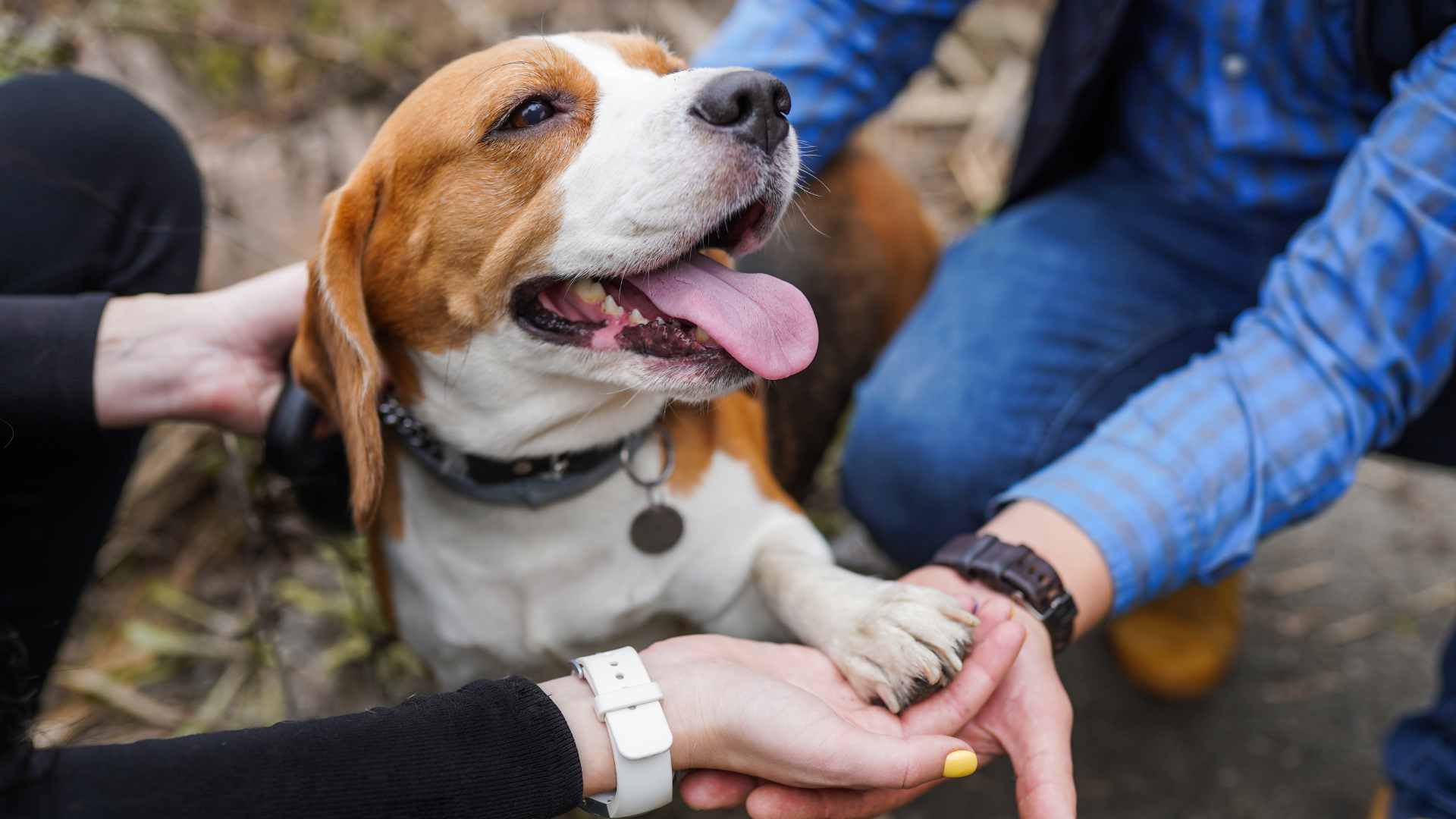 Cómo Certificar a un Perro de Apoyo Emocional