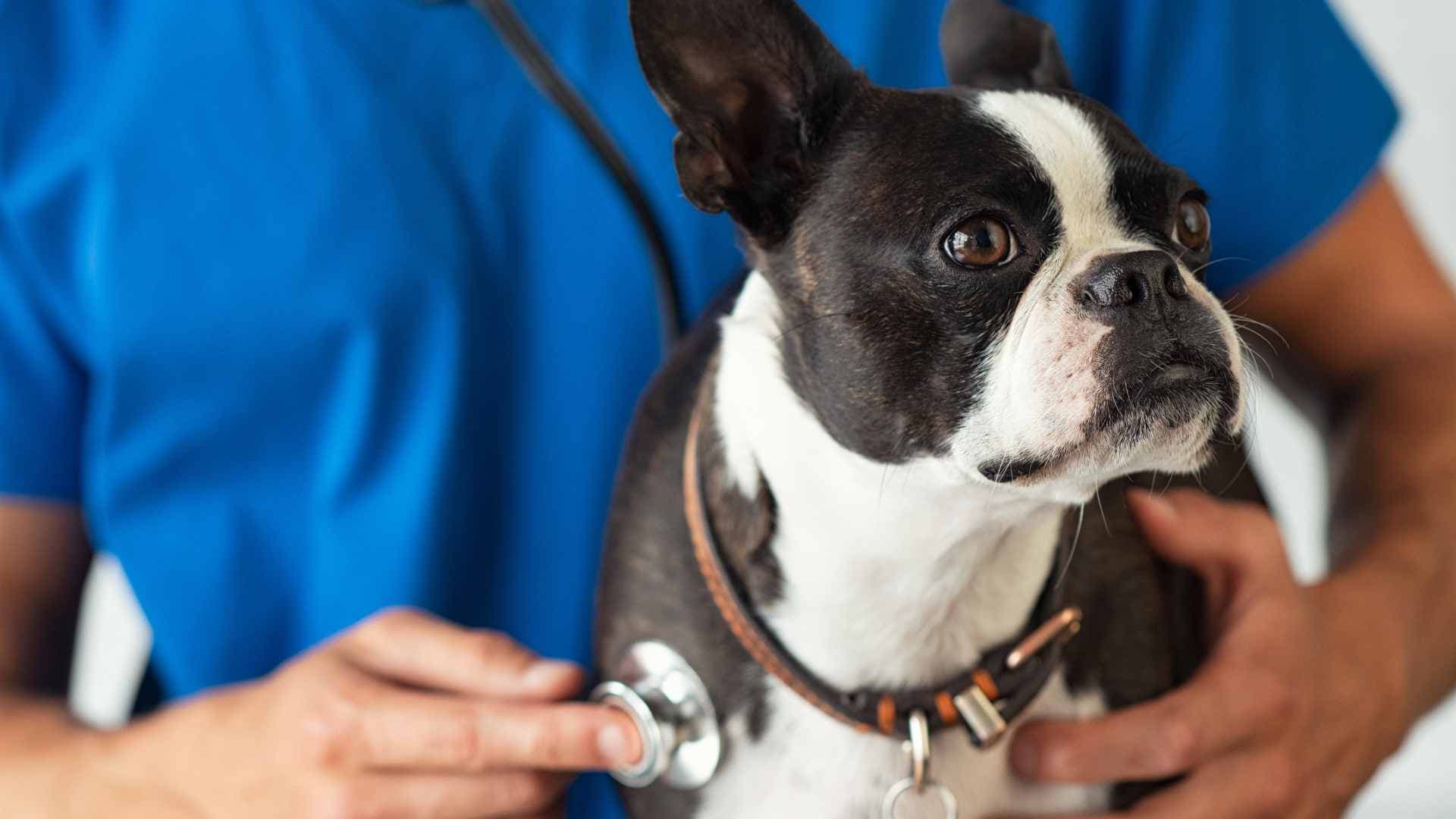 Coccidiosis en Perros: Causas, Síntomas y Tratamiento