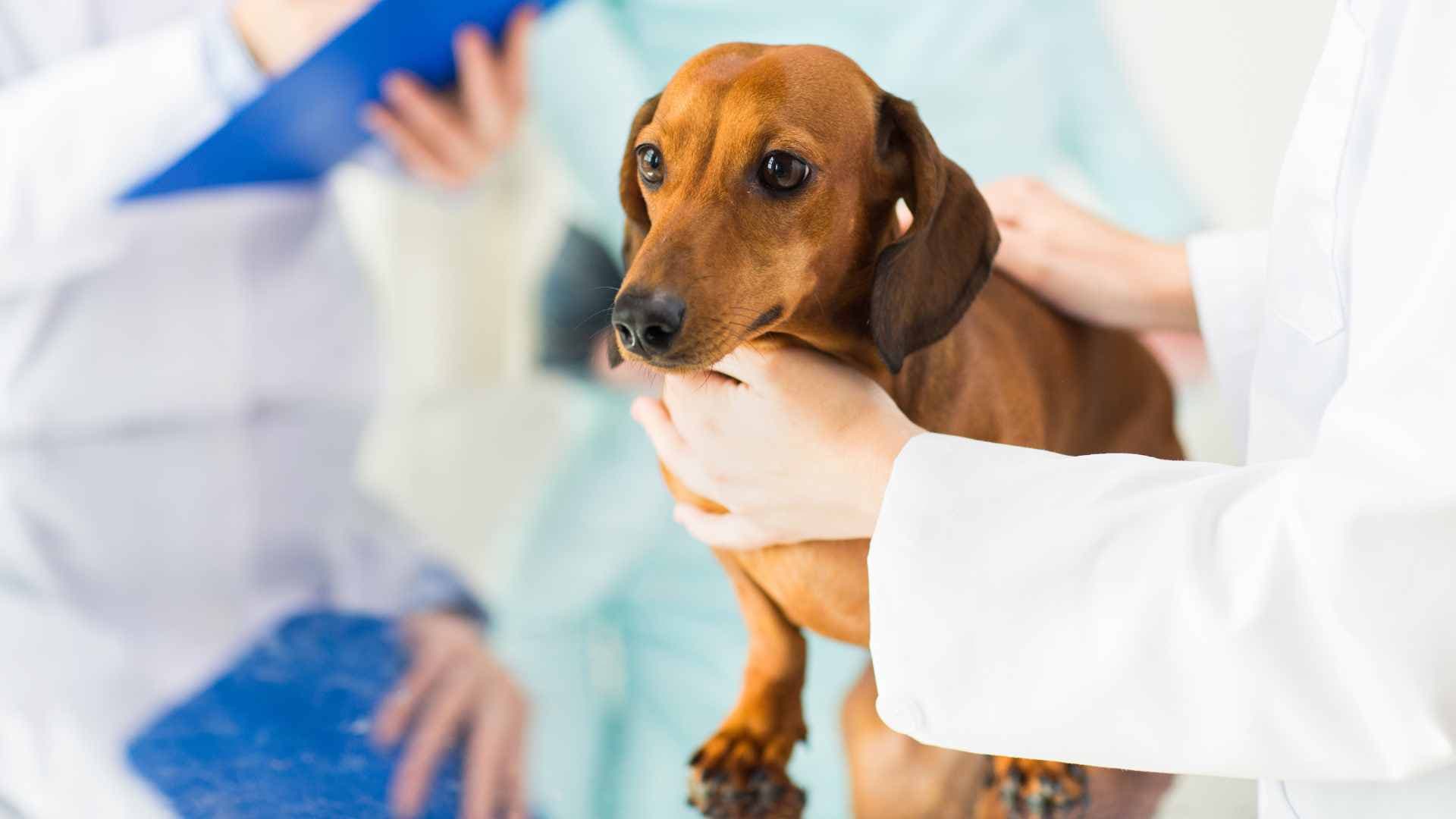 Parásitos Internos de Perros: Qué Debes Saber
