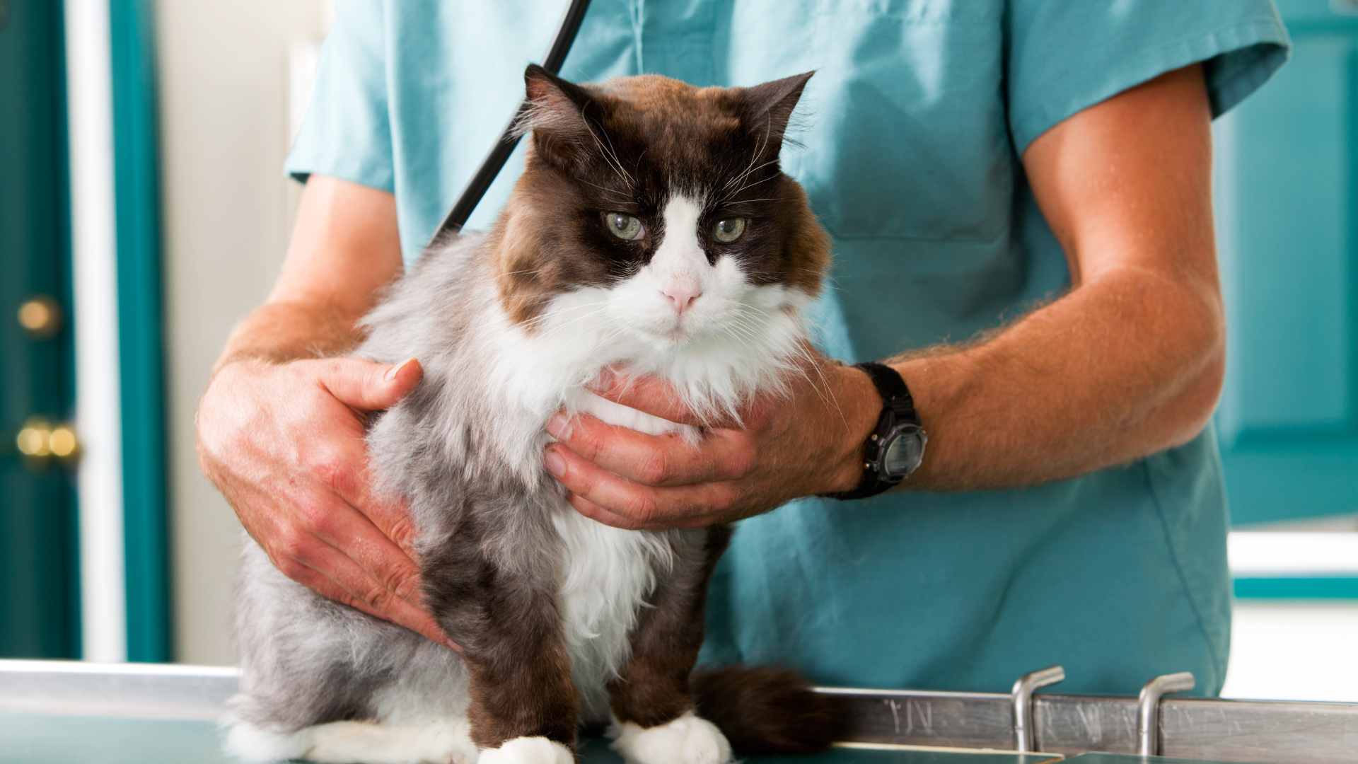 Cestodos en Gatos: Causas, Síntomas y Tratamiento