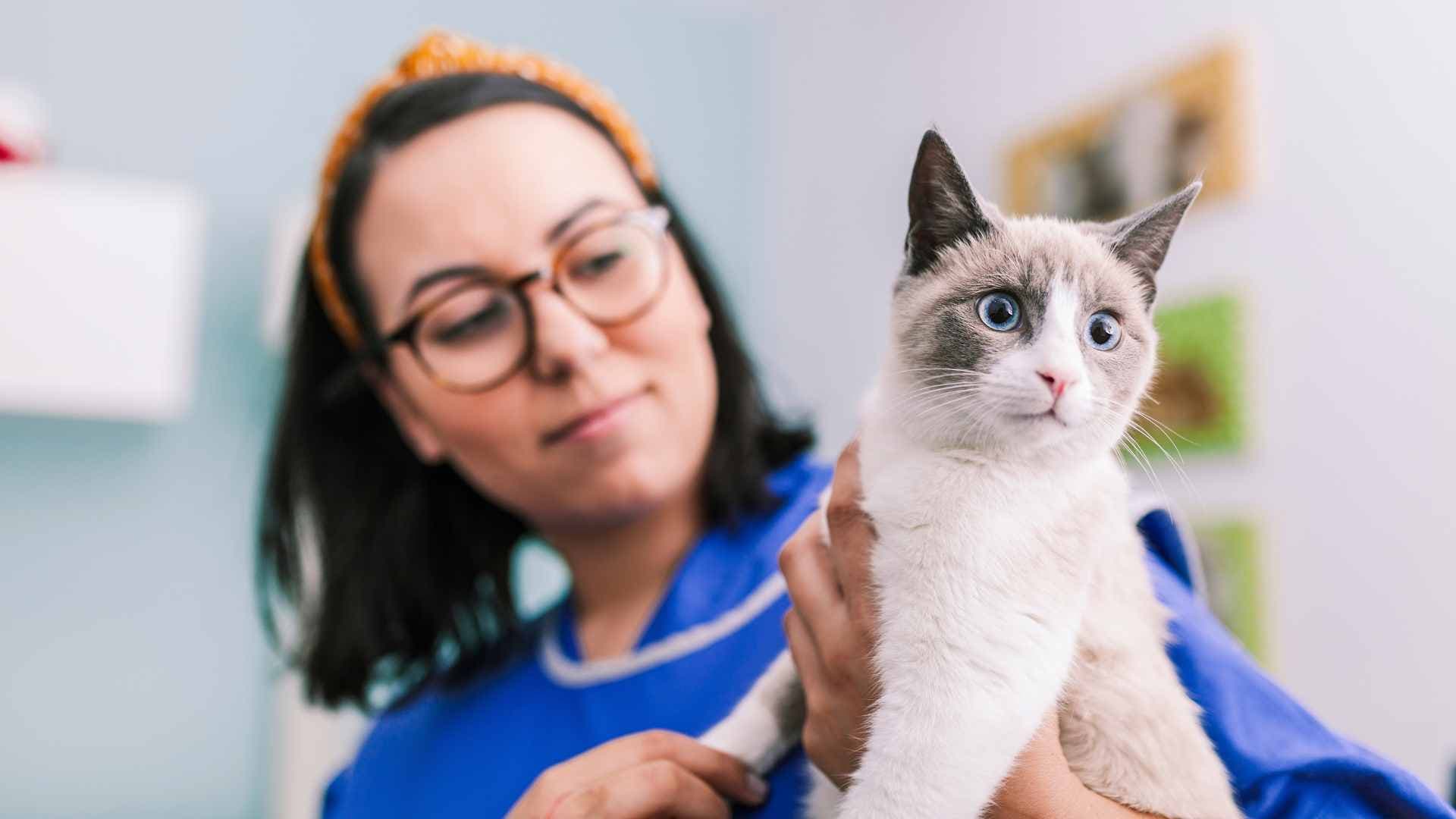 Parásitos Internos en Gatos: Qué Debes Saber