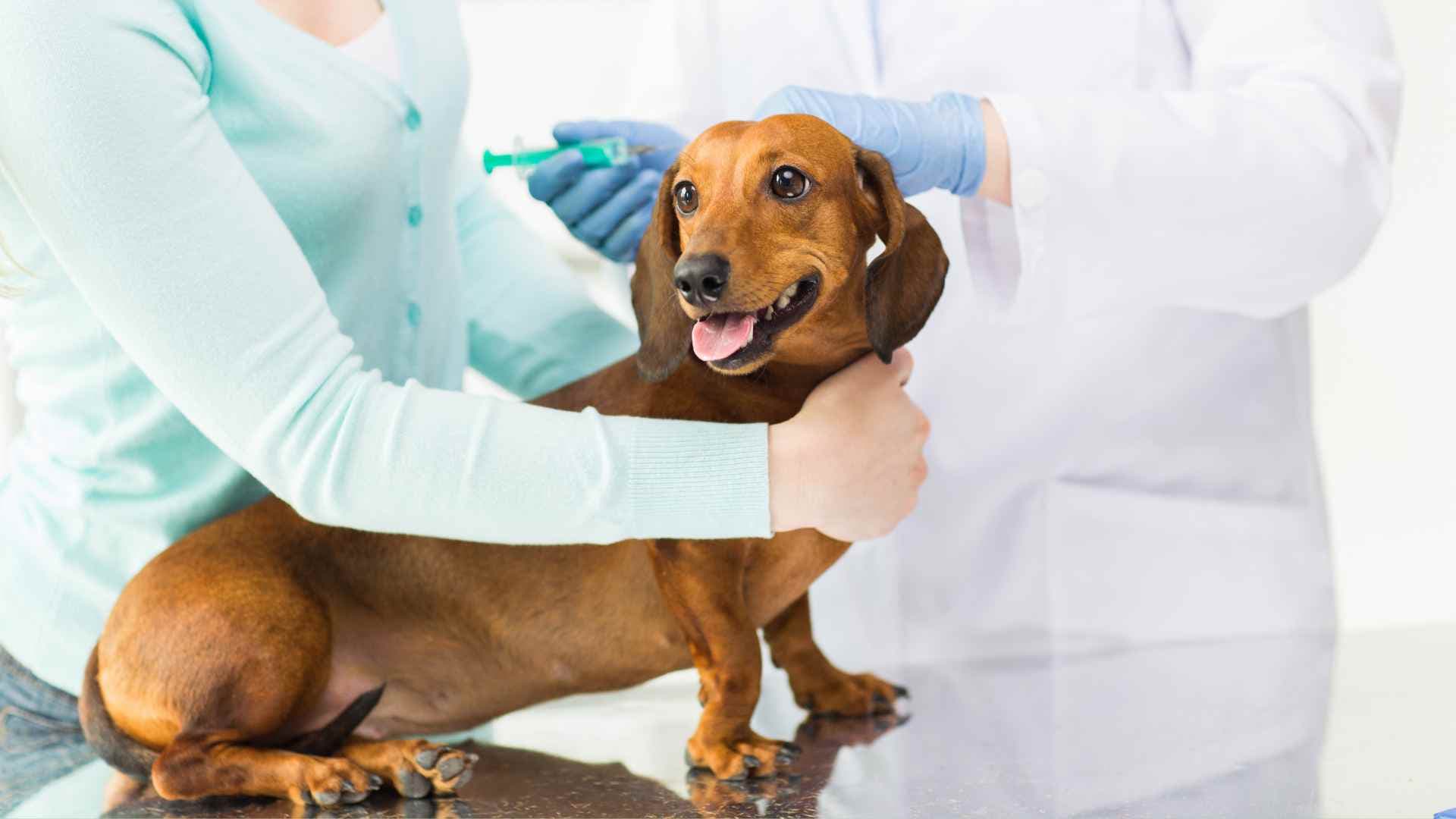 Problemas Hepáticos en Perros: Qué Debes Saber