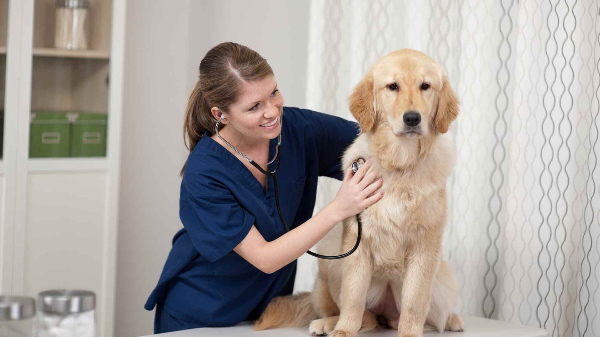 Corticoides en Perros: Qué Debes saber
