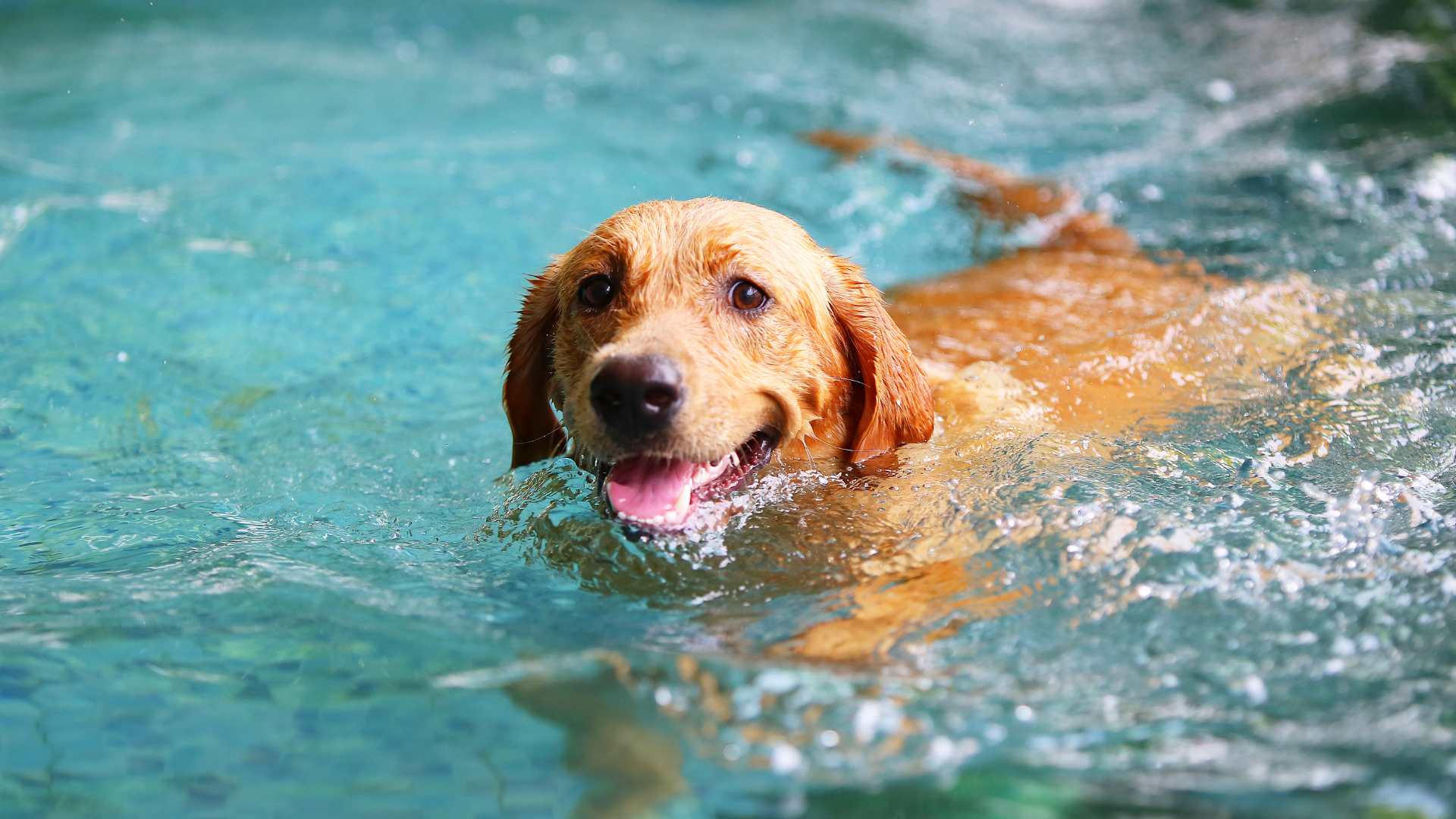 Bloqueador Solar para Perros: Qué Debes Saber