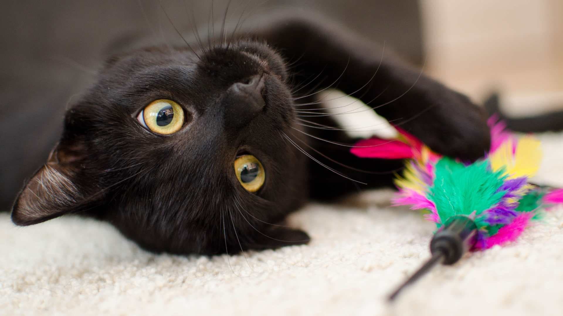 Personalidad del Gato Negro: Cuál Es